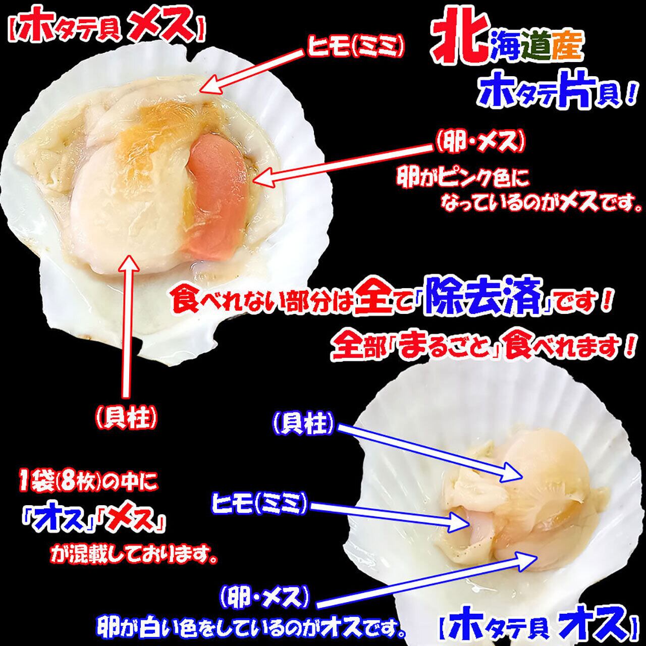 ichigo-ichigo 北海道産 ホタテ貝柱 帆立 片貝 殻付き 1袋(8枚入) 特大