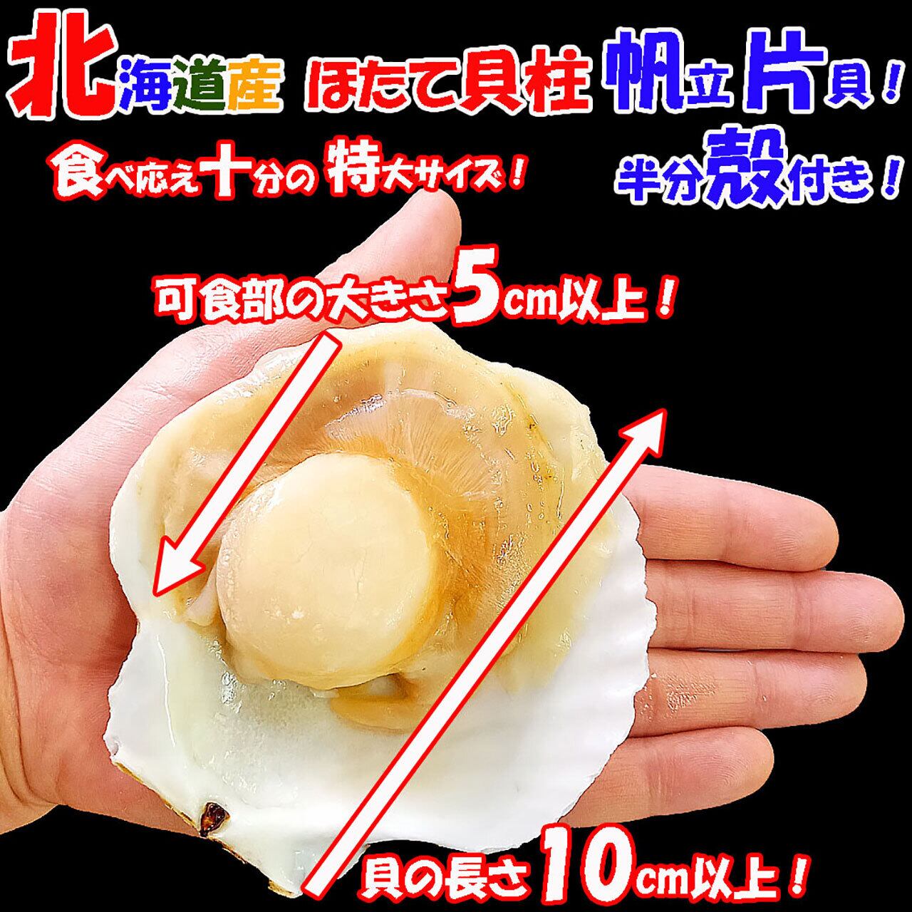ichigo-ichigo 北海道産 ホタテ貝柱 帆立 片貝 殻付き 1袋(8枚入) 特大
