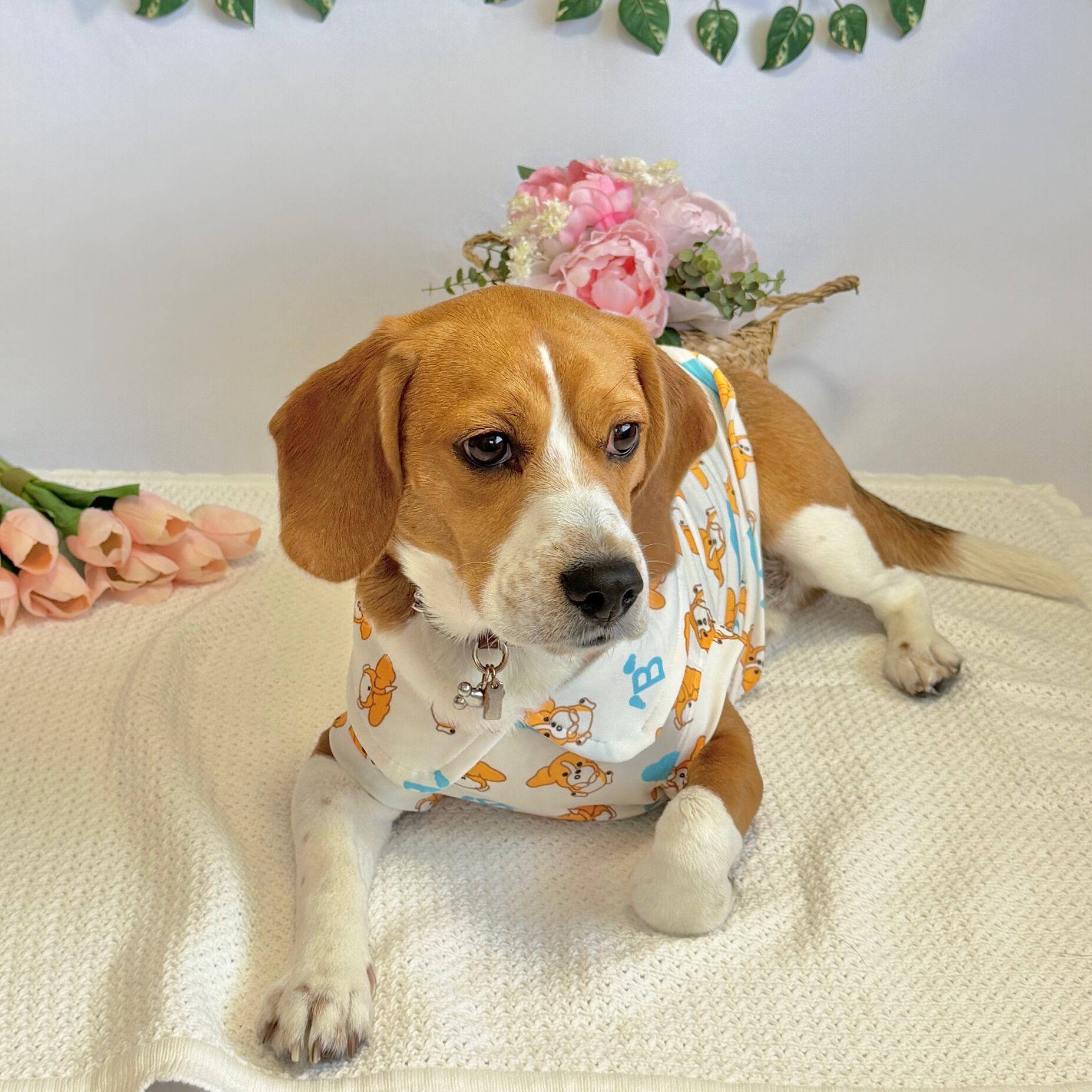 ラキ（12Kg）：BMサイズ《中〜大型犬用》