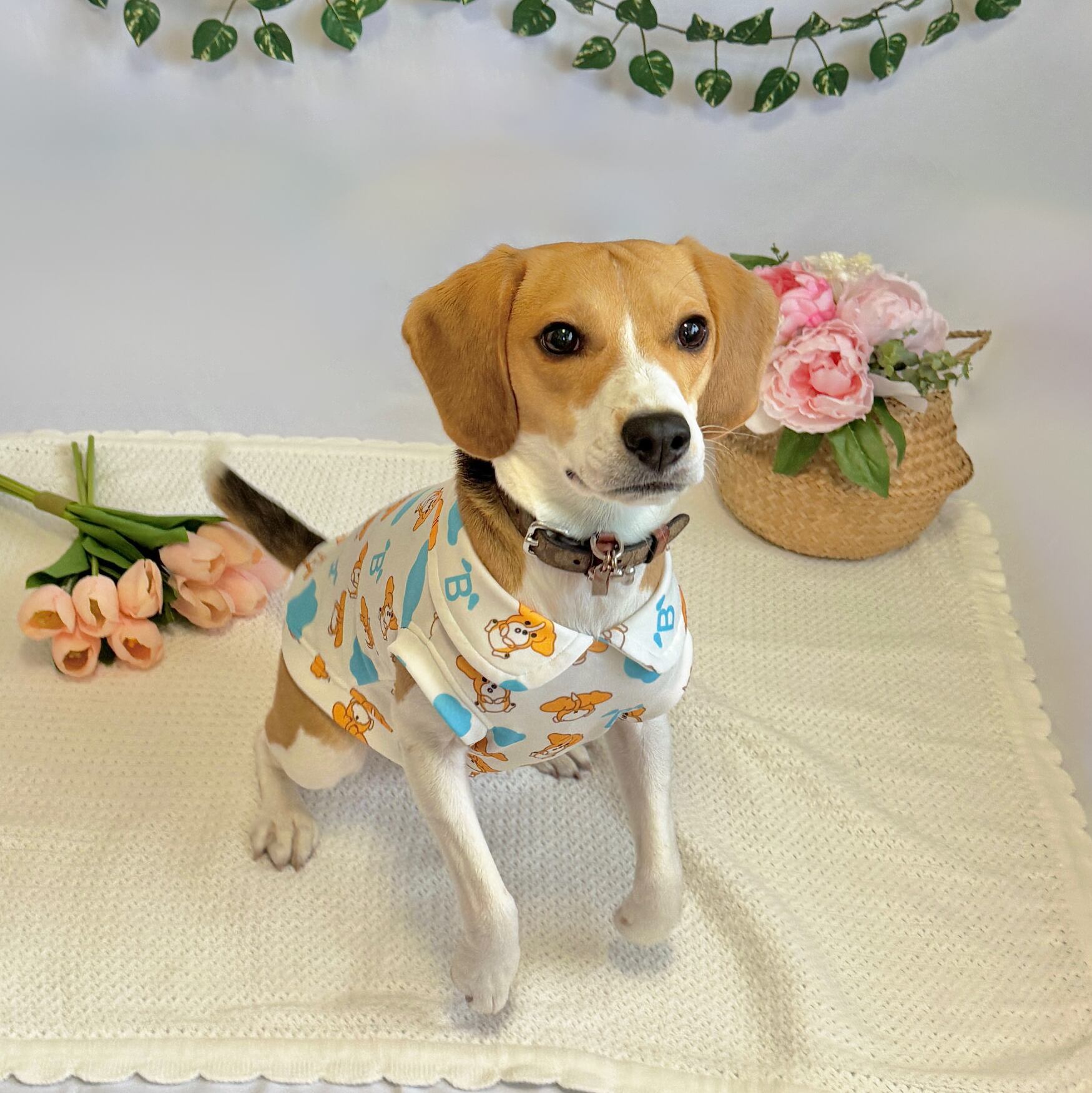 レア（8Kg）：BSサイズ《中〜大型犬用》