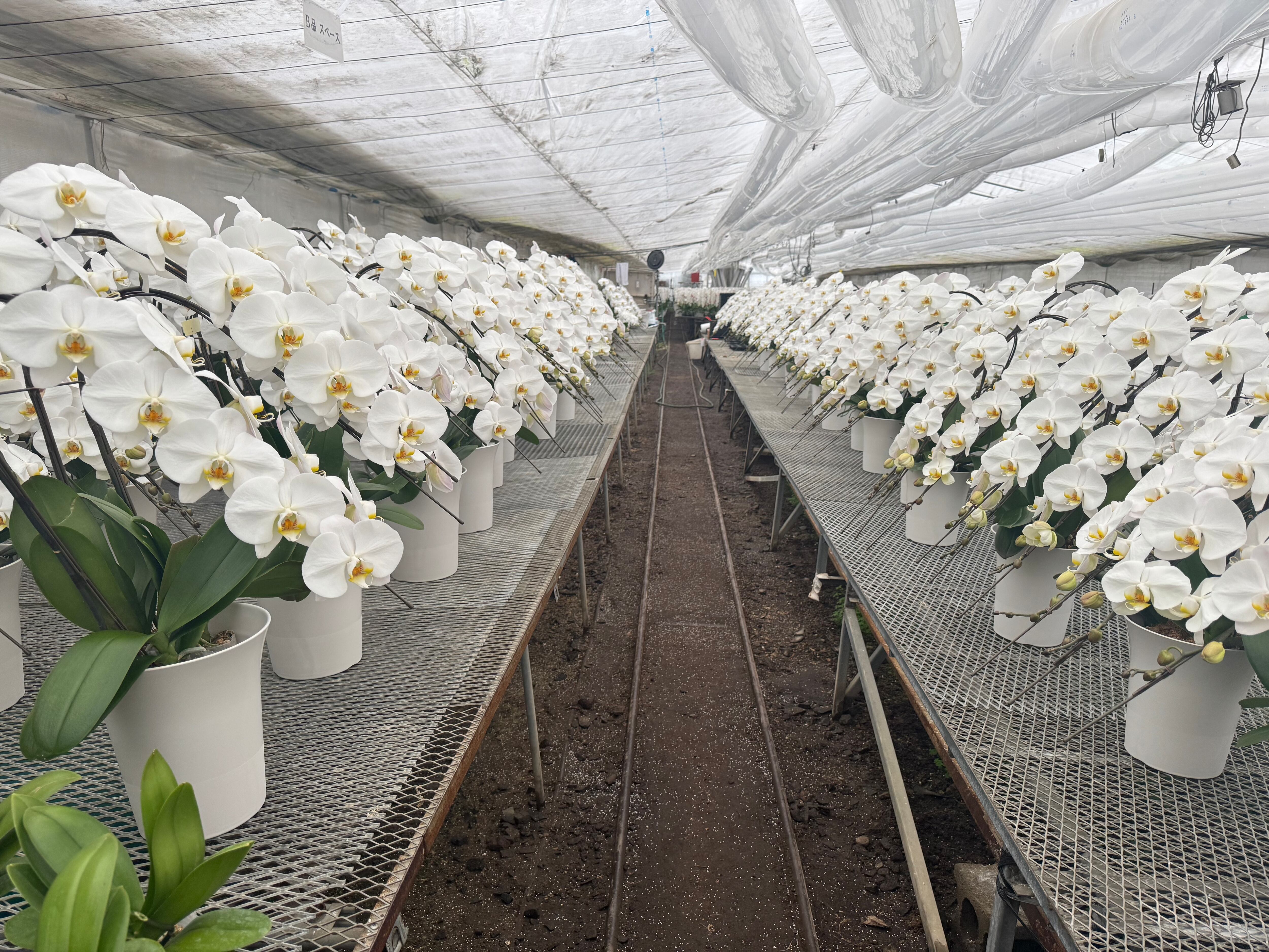 胡蝶蘭を育てている農家さん