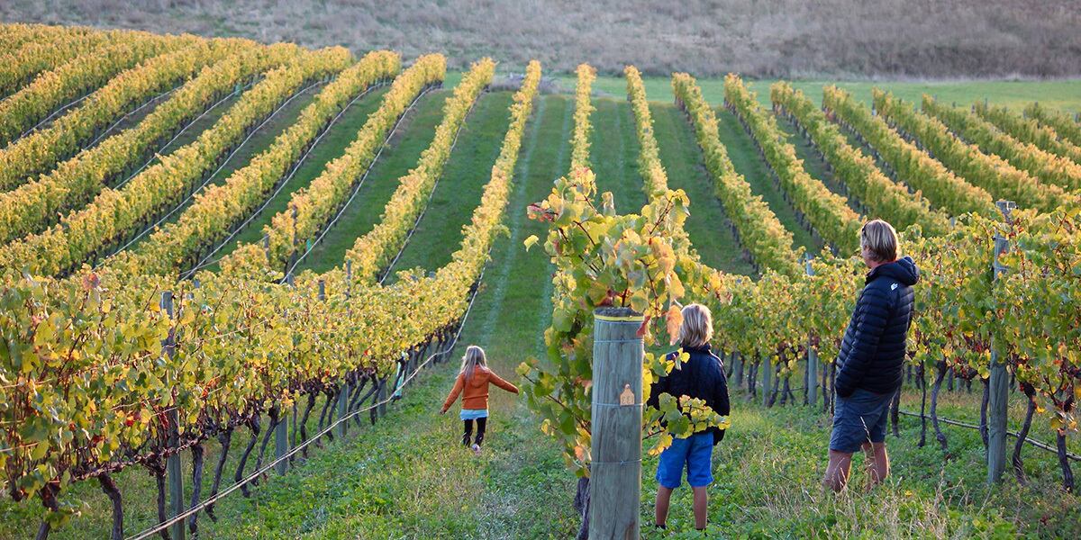 Gardo & Morris Brut Sauvignon Blanc | Southern Cross Wine Club