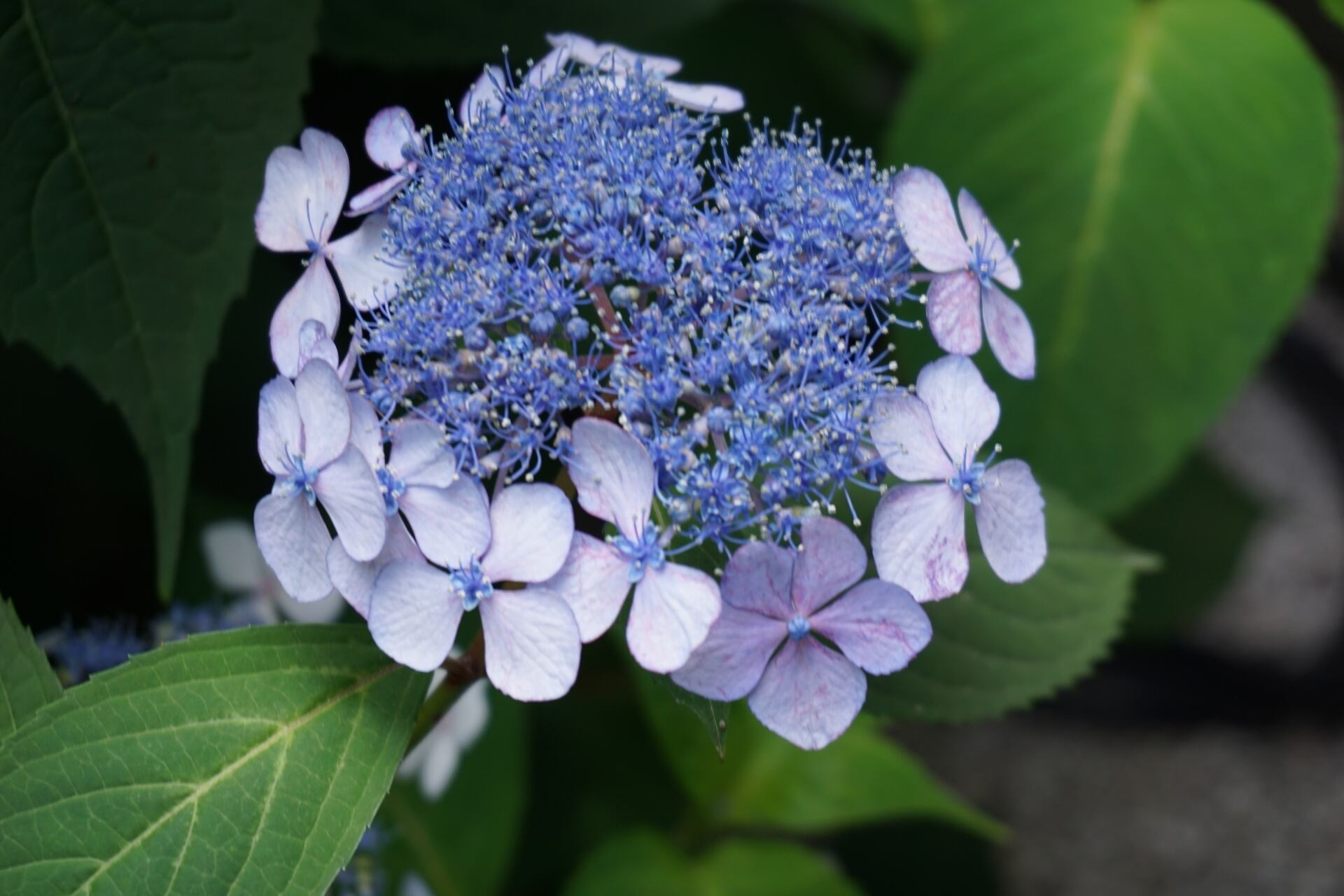 「花祭り」の甘露とされる、甘茶。