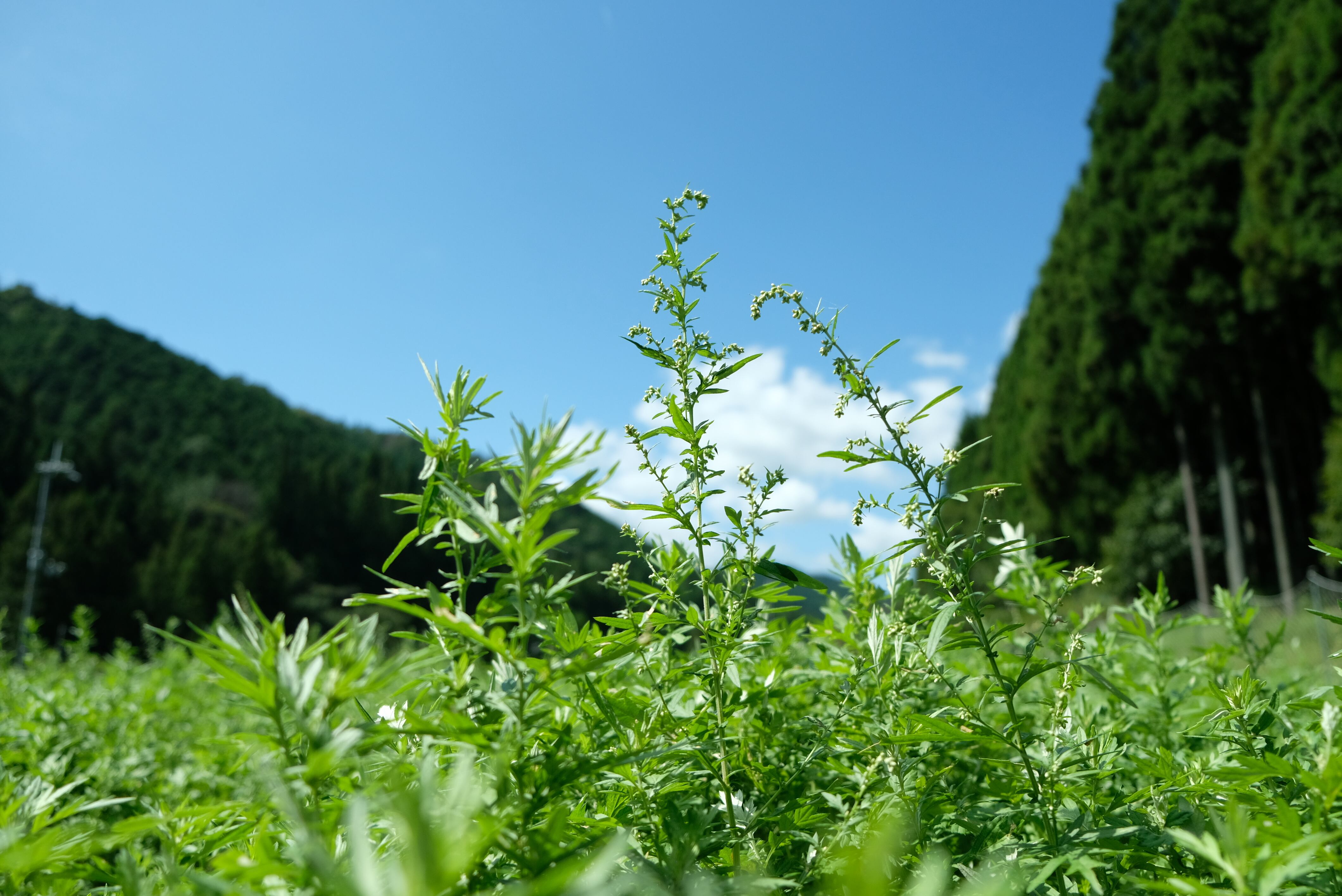 奥大和の地で、すくすくと育っています。