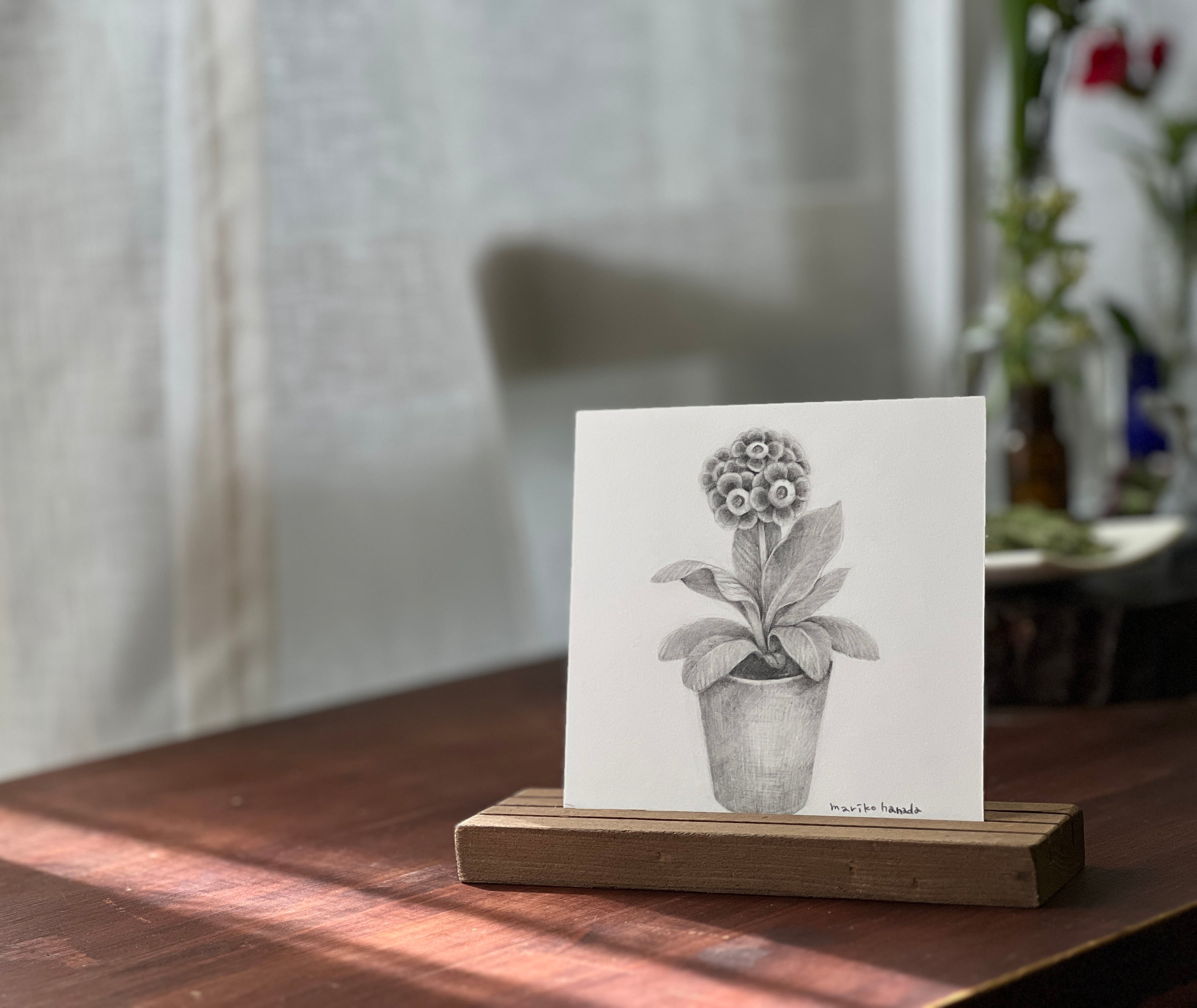 プリムラ・オーキュラ