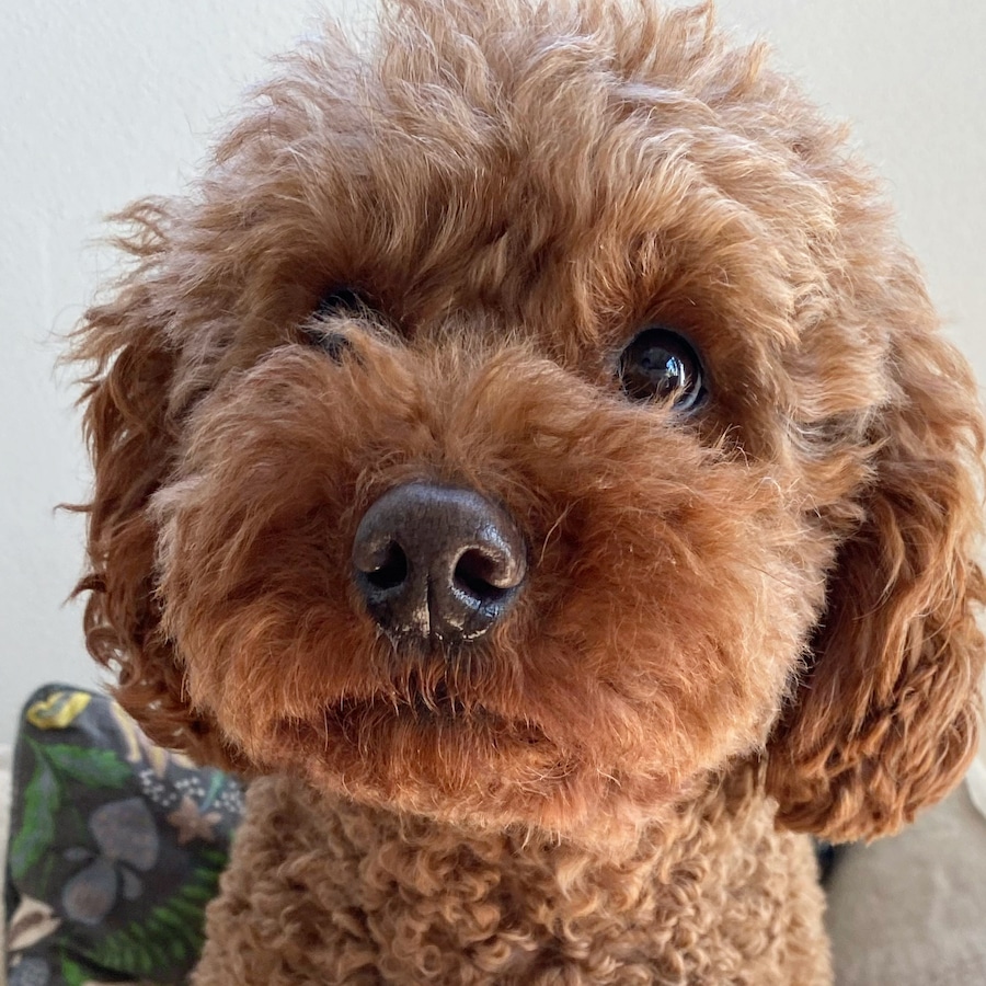 老夫婦の多頭飼育崩壊で、クレートの中で数年間飼育されていたBULLE