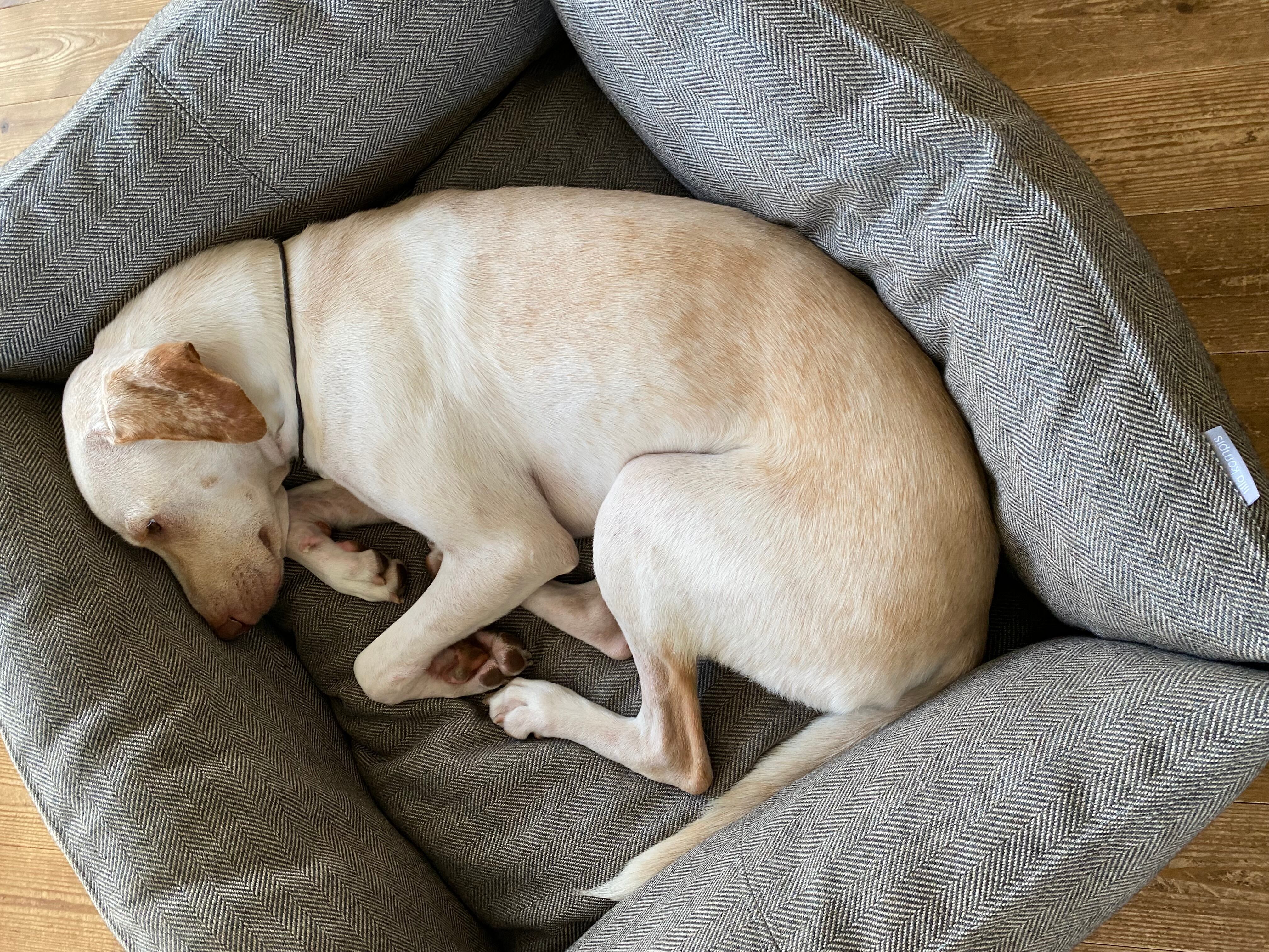 ミックス　ポイケ　約18kg ウール混ソファー生地／グレーxベージュ