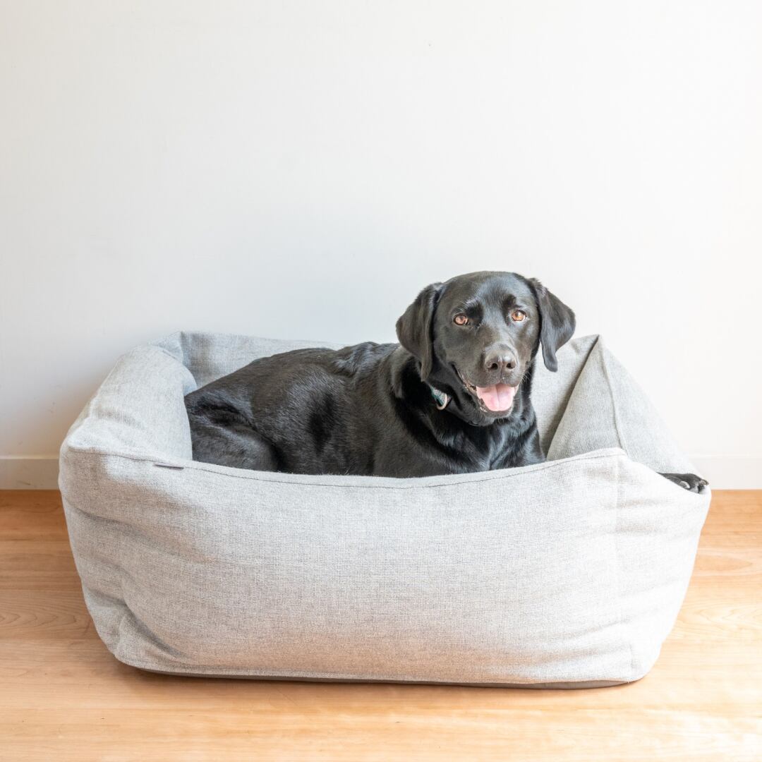 ラブラドールレトリーバー　ベルちゃん約25kg/ウール混ソファー生地フロストグレー