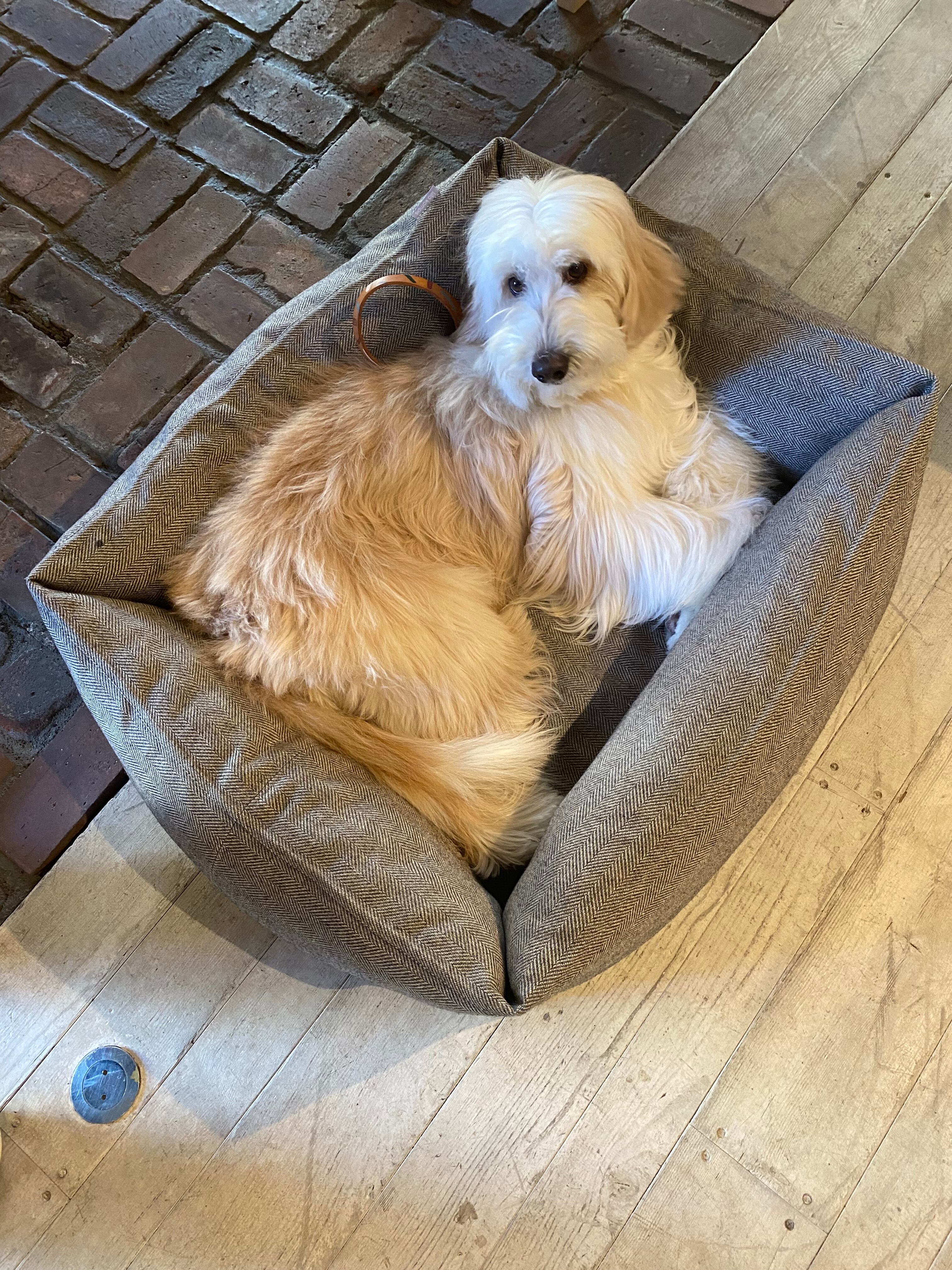 シュナプー　ルークくん♂約15kg モフモフ具合や骨格によりますがXLまたはL-XLがおすすめ♪