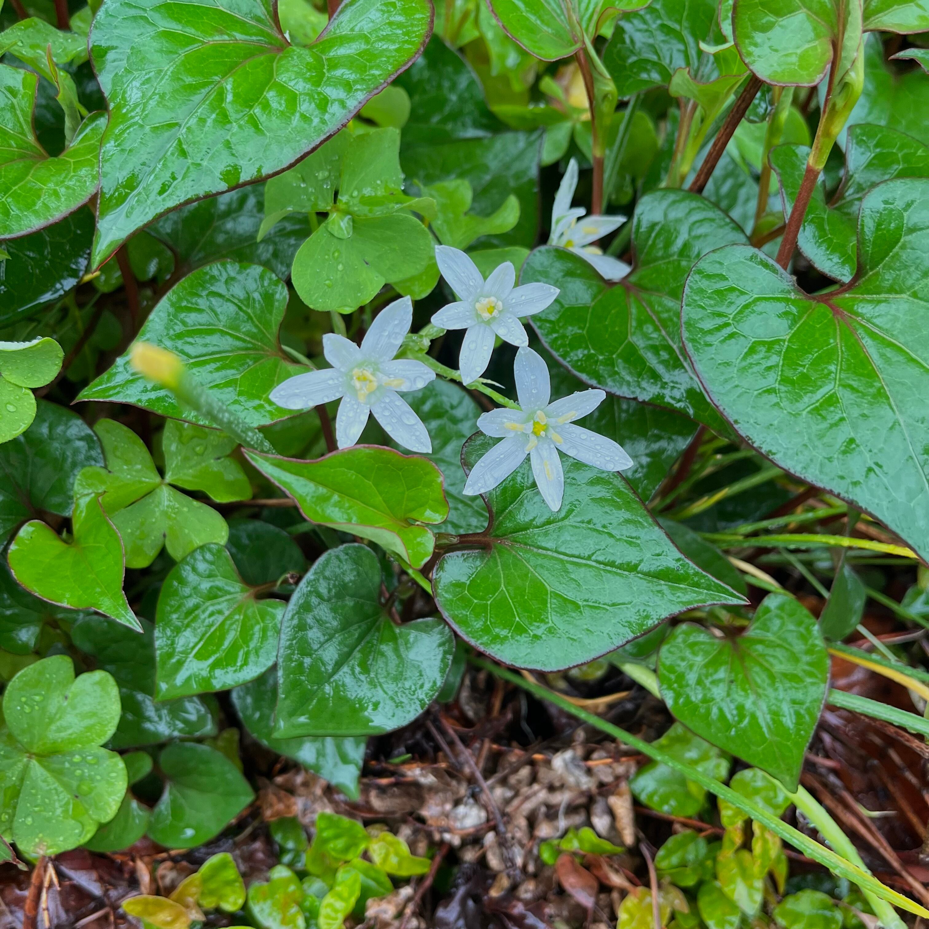 雨の日に見つけたオオアマナのお花　
