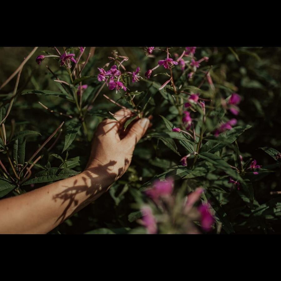 PLŪKTのハーブティー