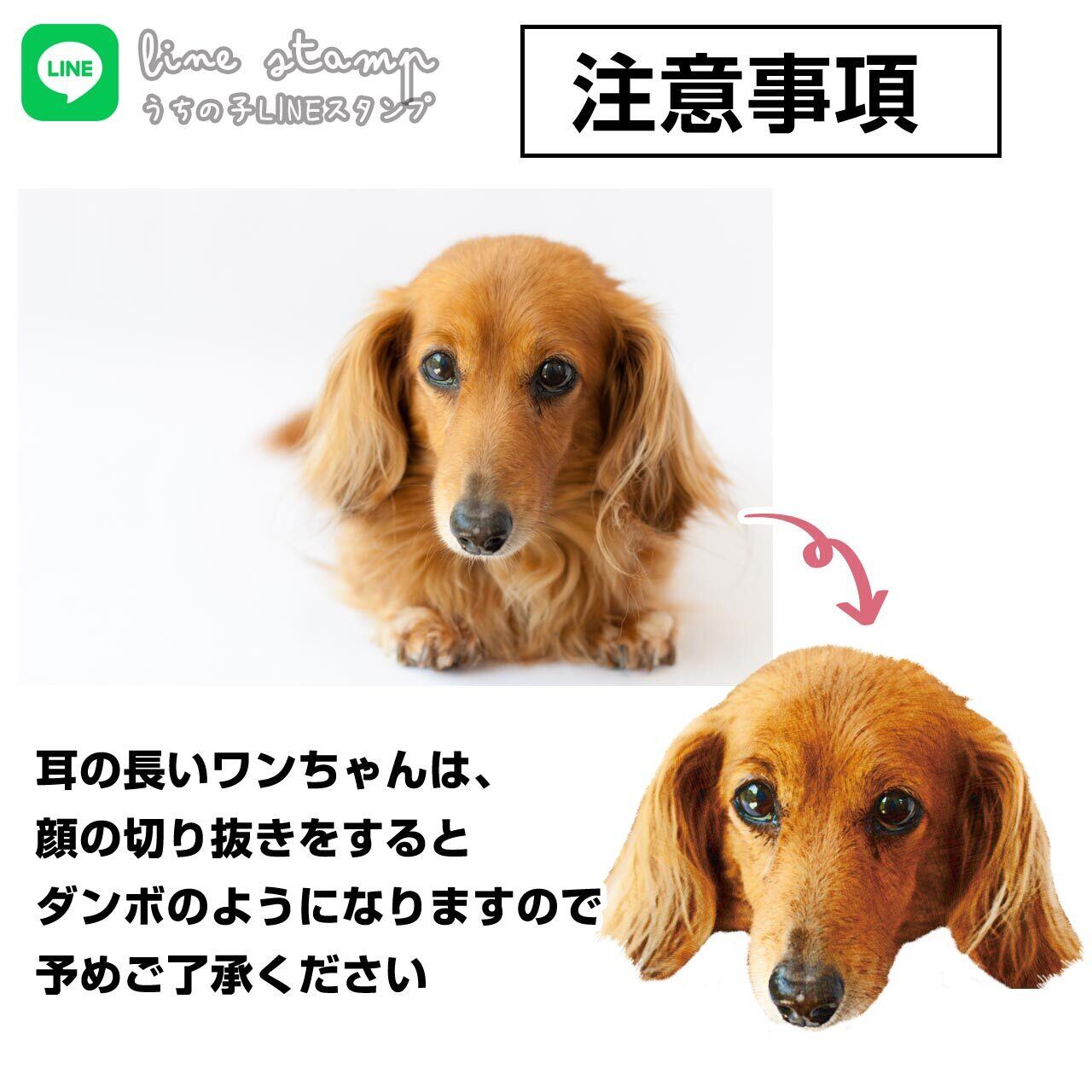 垂れ耳ワンちゃんは、全身が写ってる写真が必須です