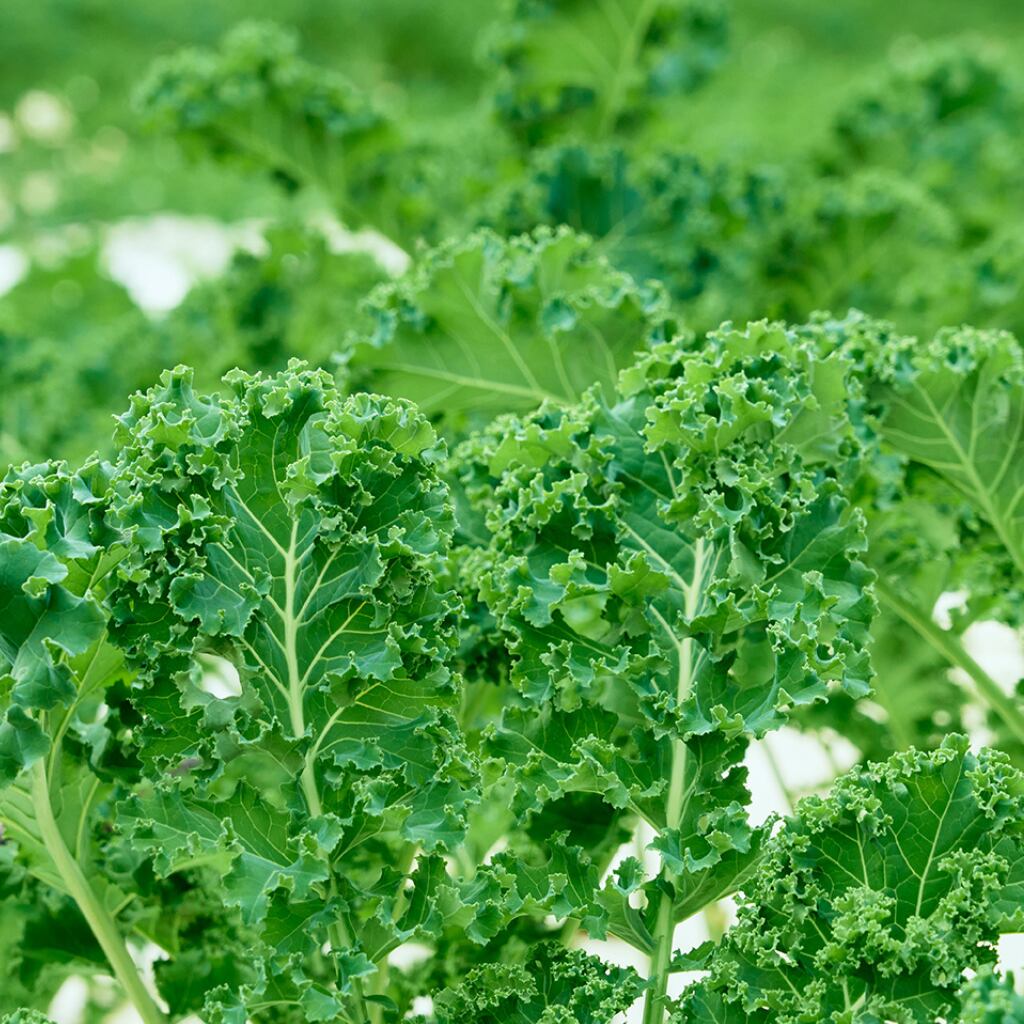 ミネラル豊富な水と太陽の恵みで育ったケールです。