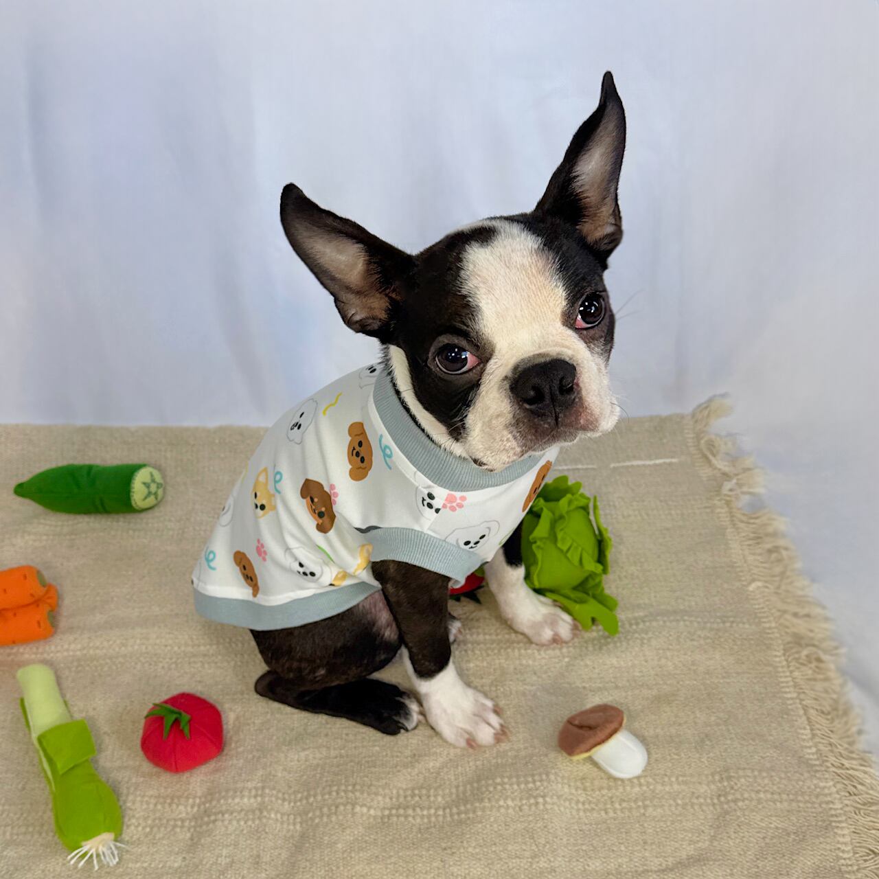 《オラ》Mサイズ（5.4キロ）