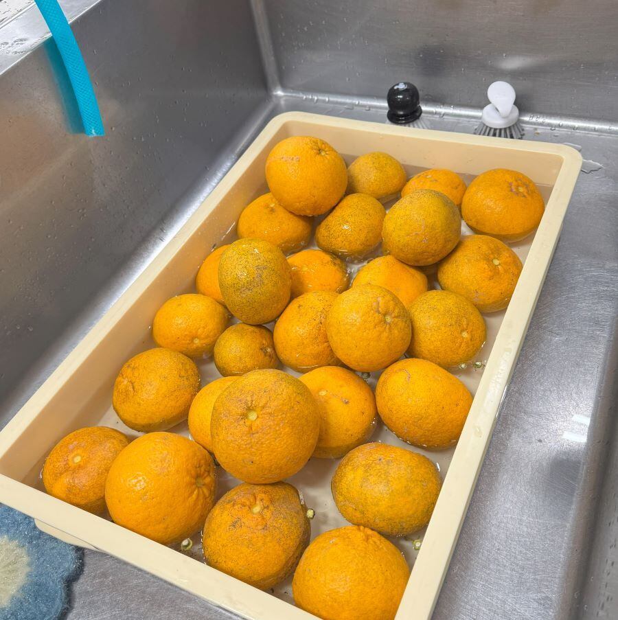 宗像市大島で収穫した甘夏です。