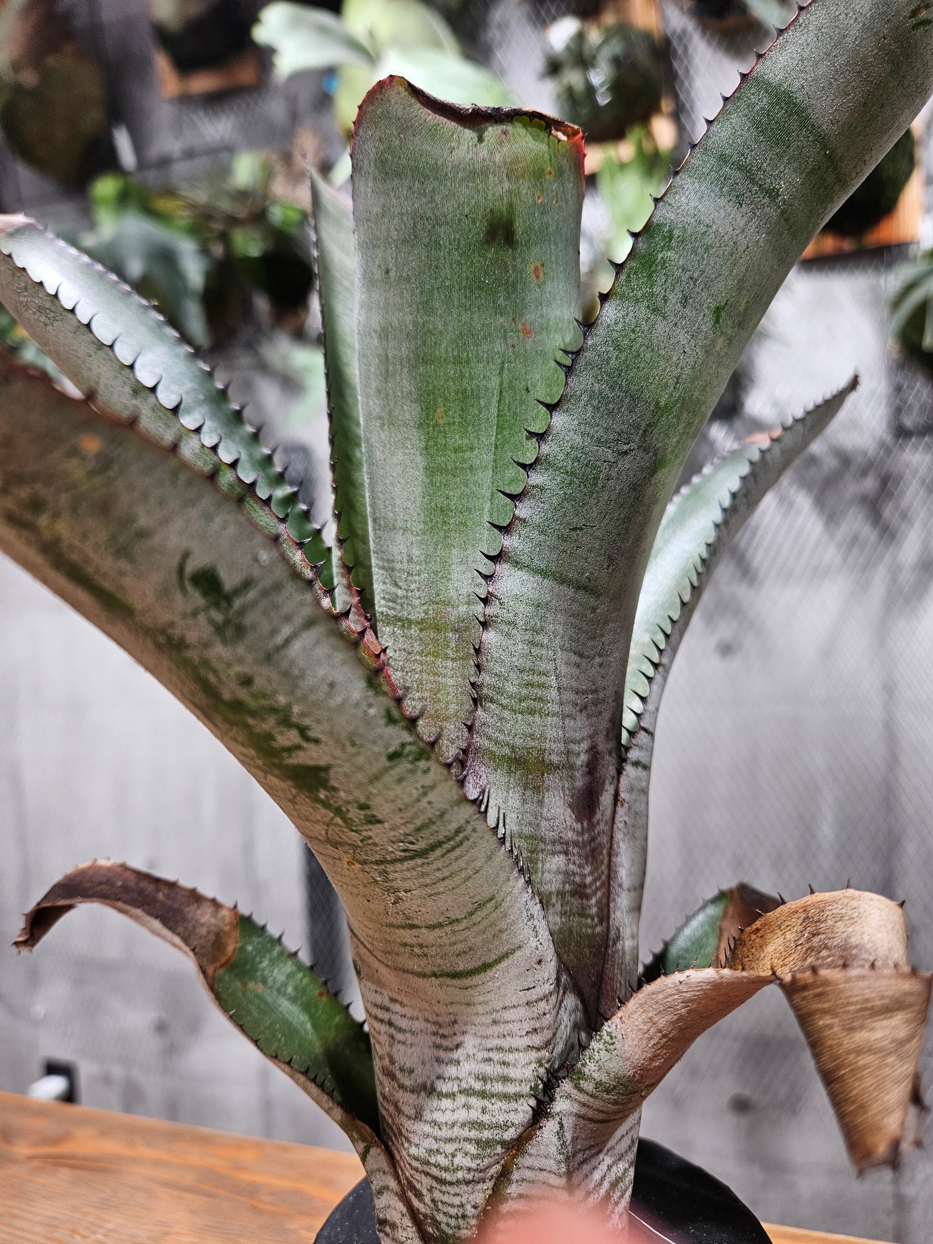 Aechmea. nudicaulis Candy Cane【artPLANTs/PLANTS GARAGE