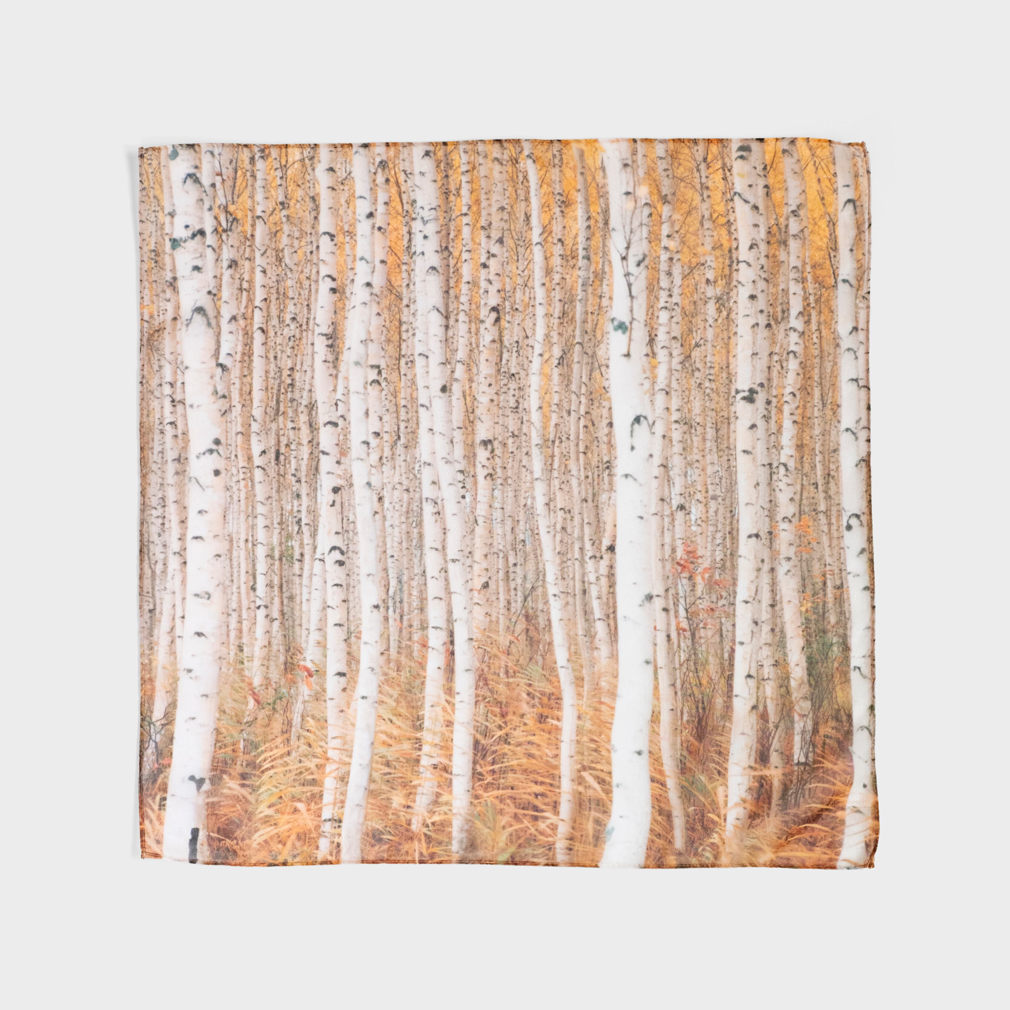 「白樺黄葉」 Photo by Shinzo Maeda