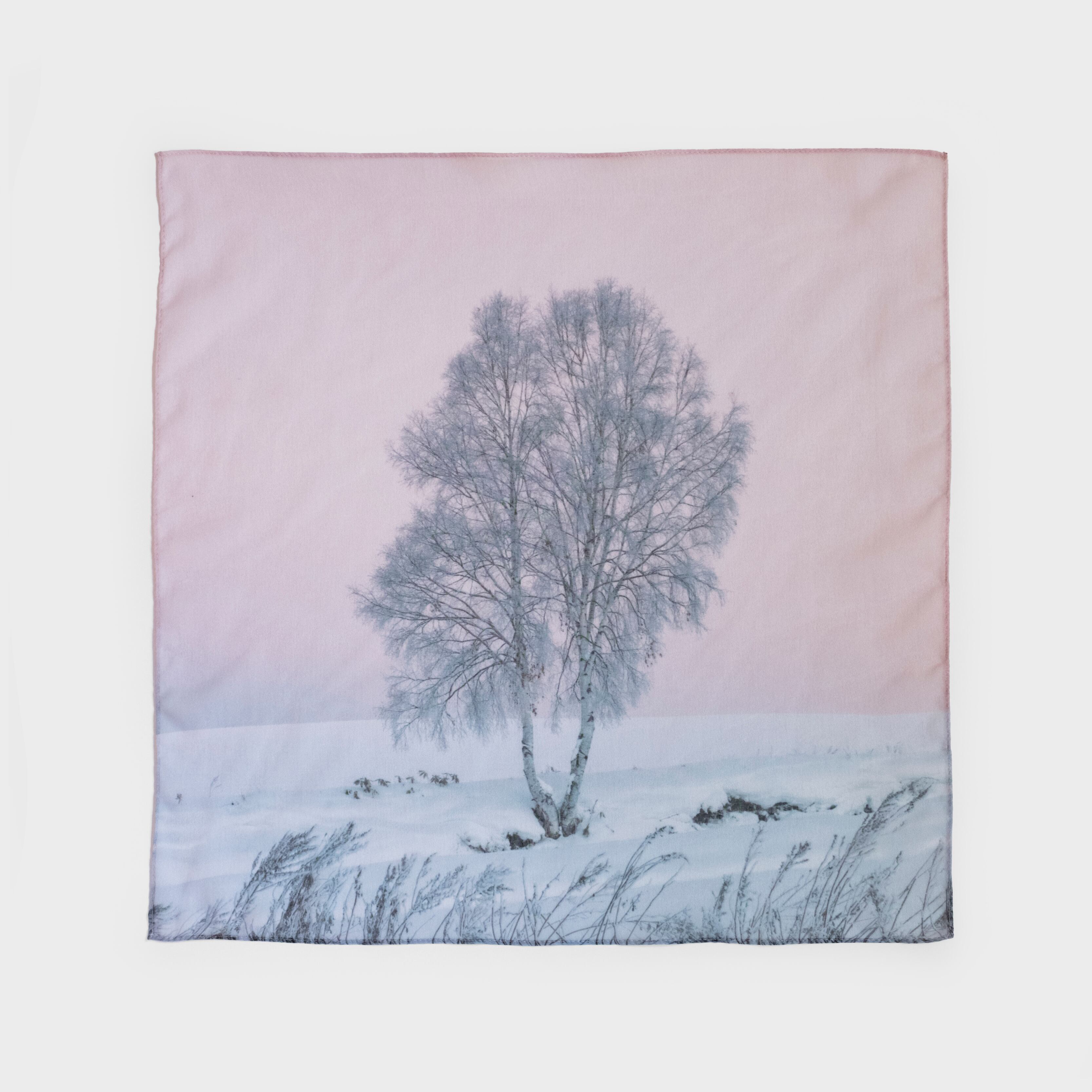 「夜明けの白樺」 Photo by Kei Maeda