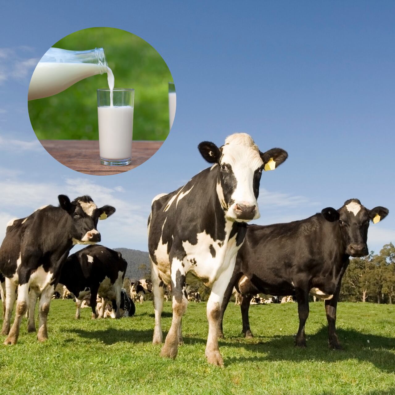 酪農盛んな小美玉市