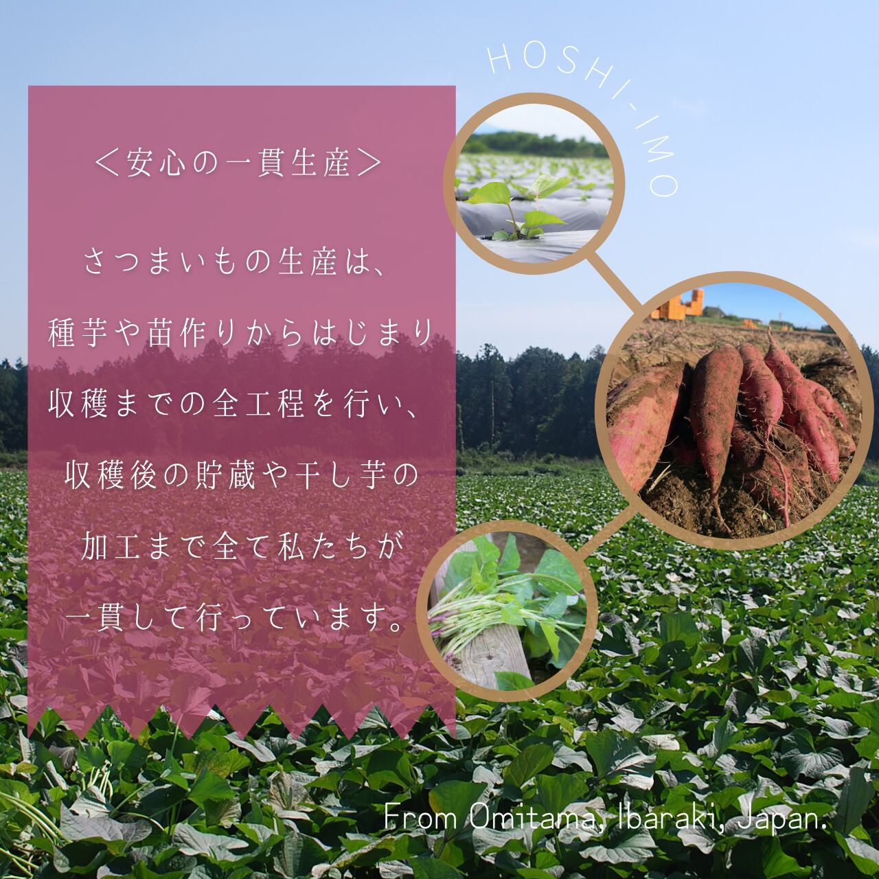 原料のさつまいもから生産