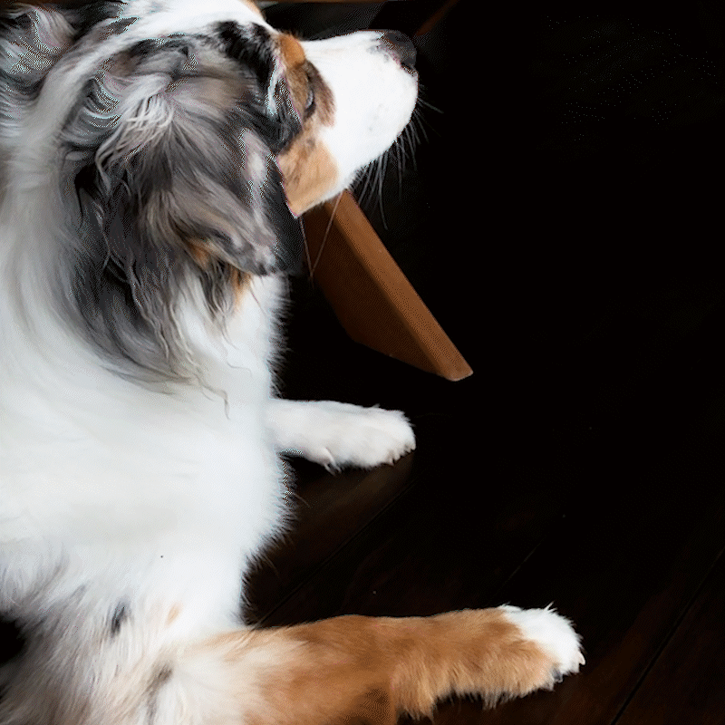 3. 【ペロペロ】Twirl の片面または両面をわんちゃんにあげてペロペロタイム。