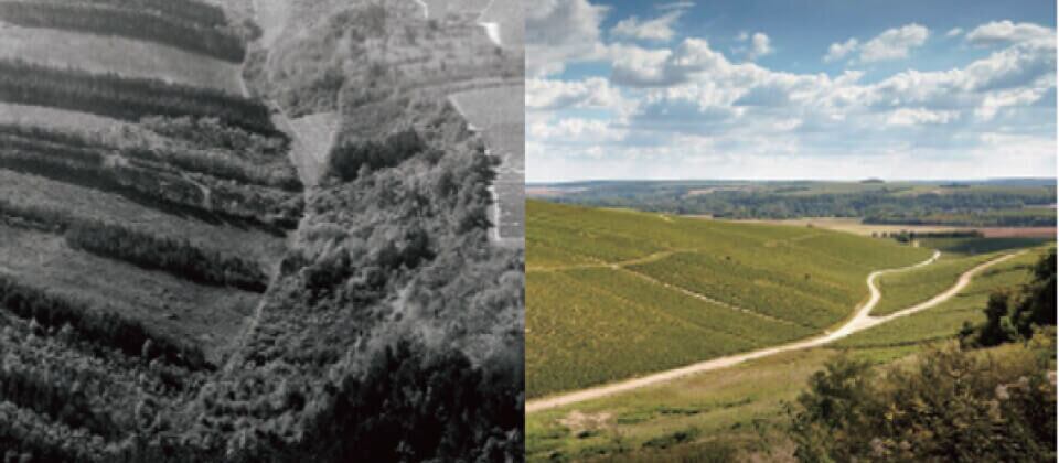 森が多く見られる1960年代と現在のシャブリ地区比較