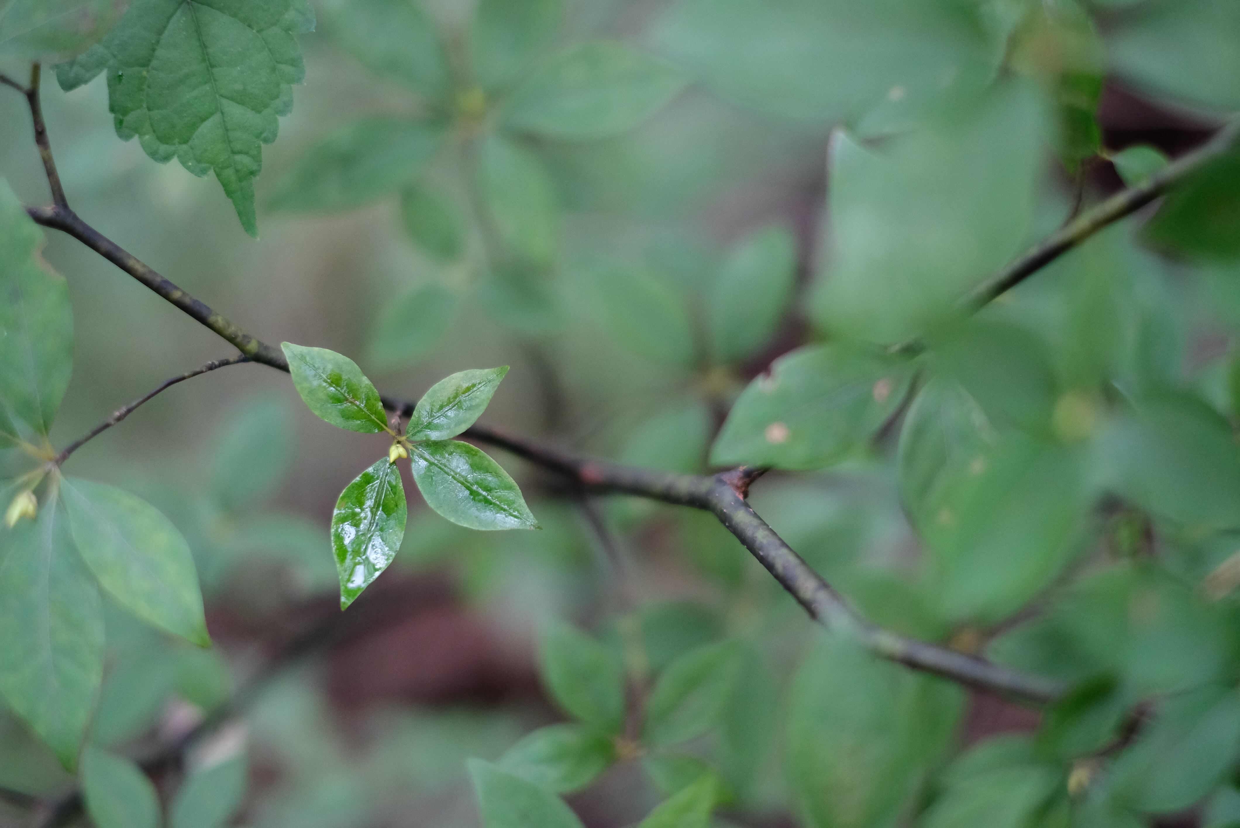 華やかな香りがする、クロモジの葉
