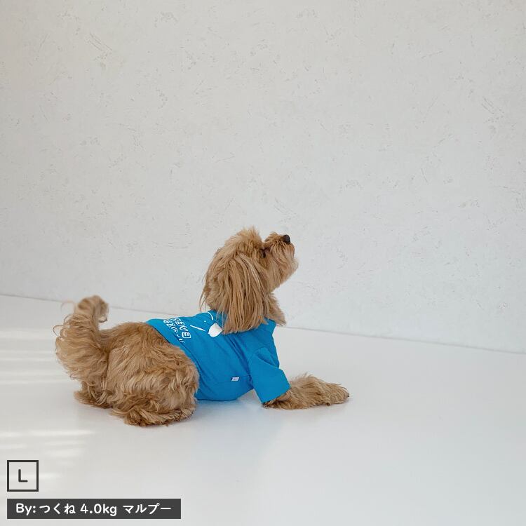 Lサイズ着用 （4.0kg マルプー）