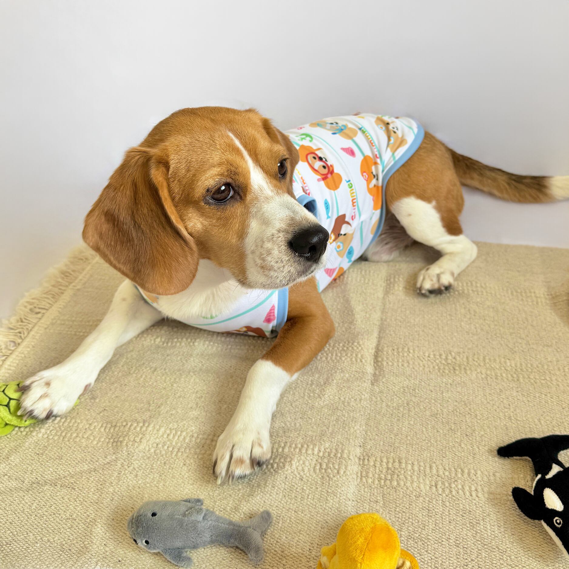 ラキ：体重13Kg/BLサイズ