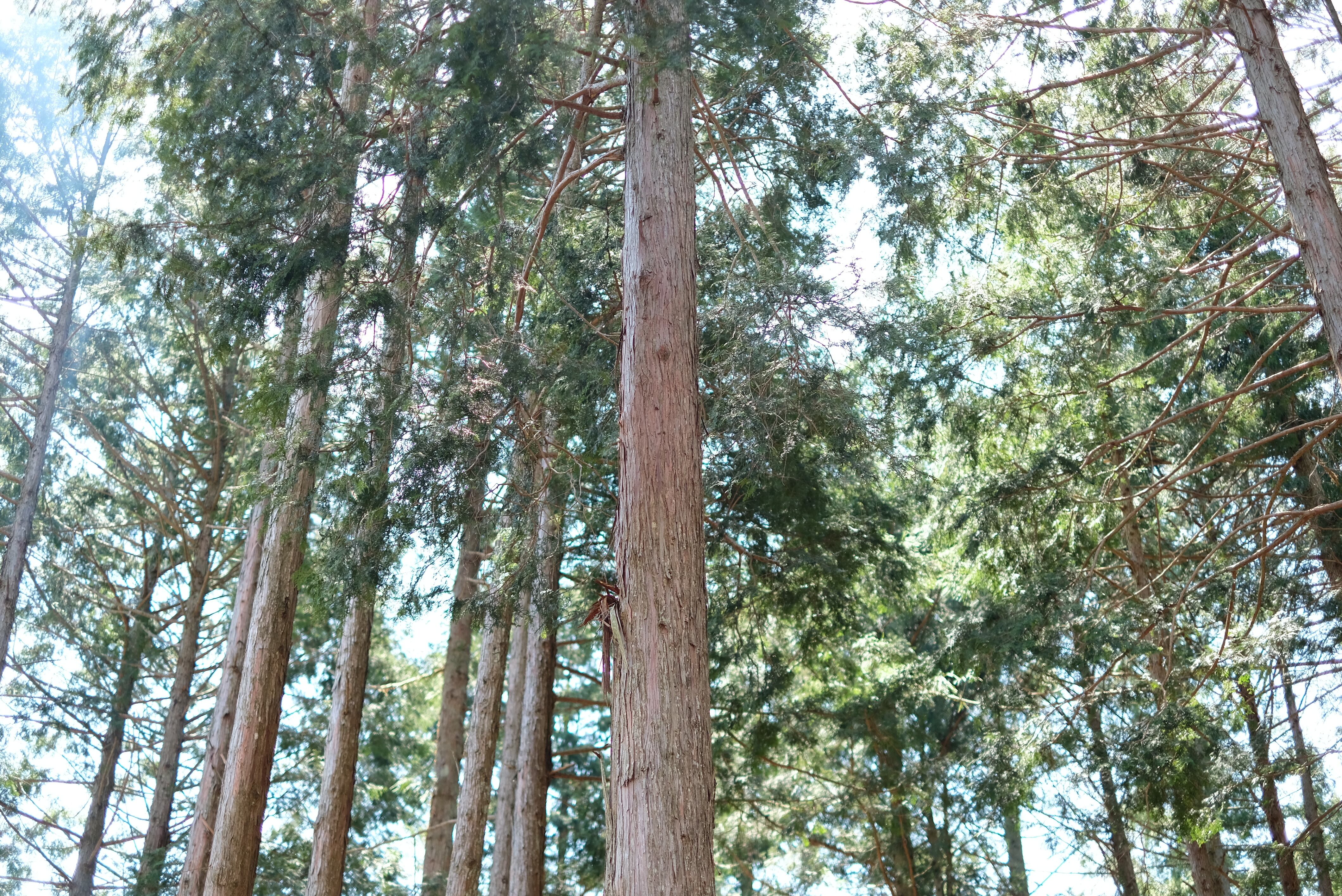 奈良の森の香りを感じて。