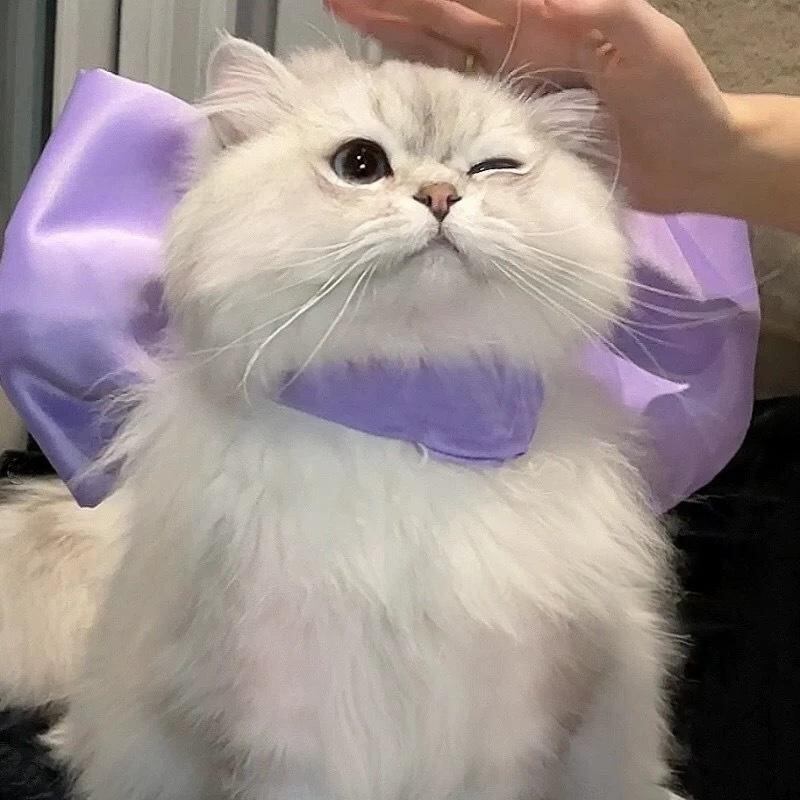 浅いパープル