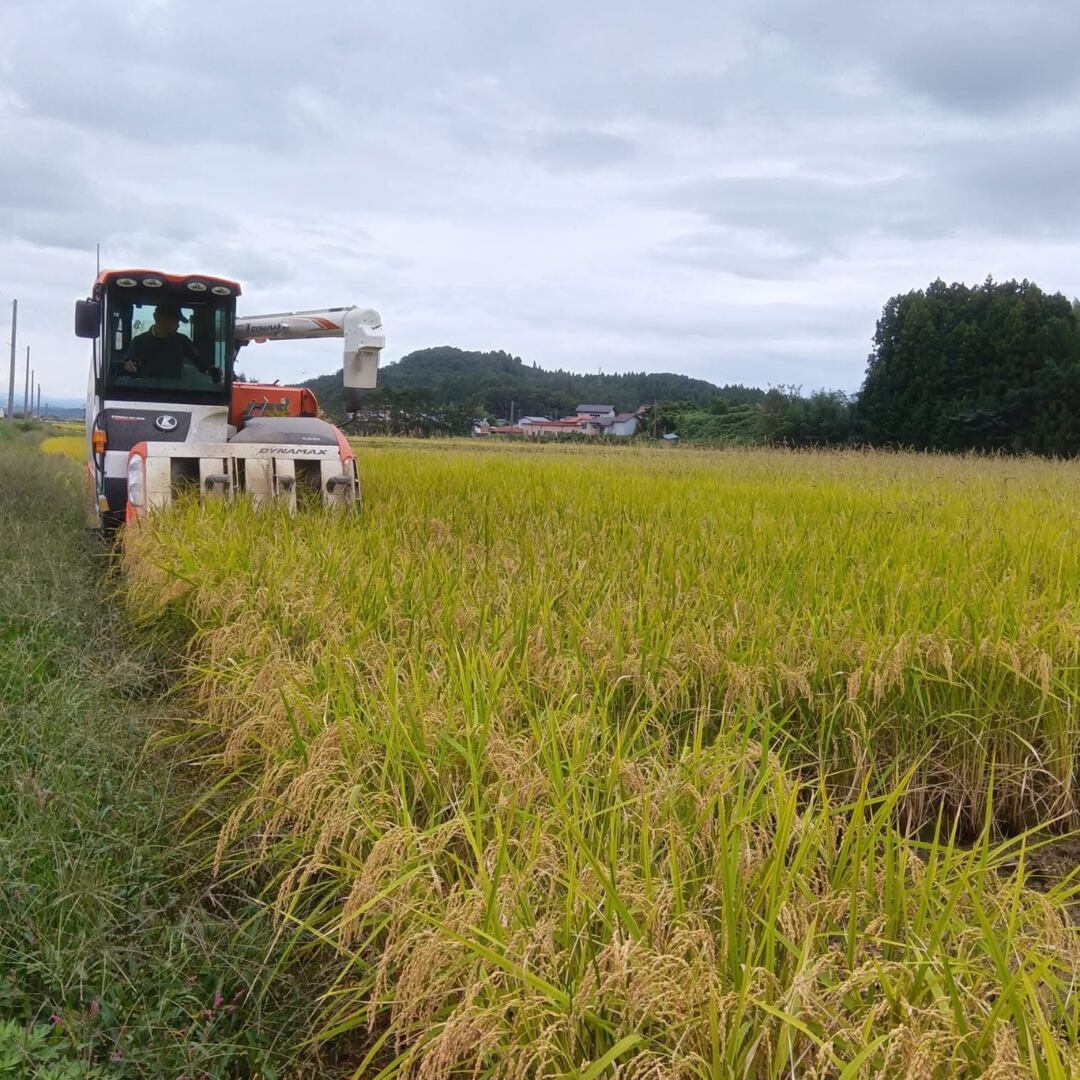 稲刈り