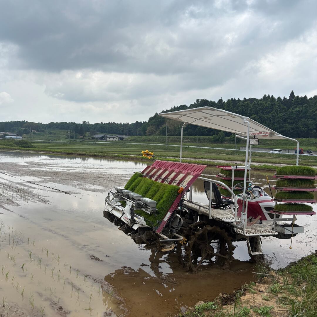 田植え