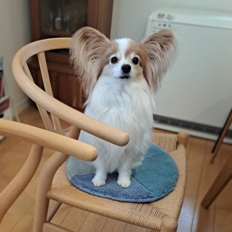 ちょこんと座る愛犬のリクくん