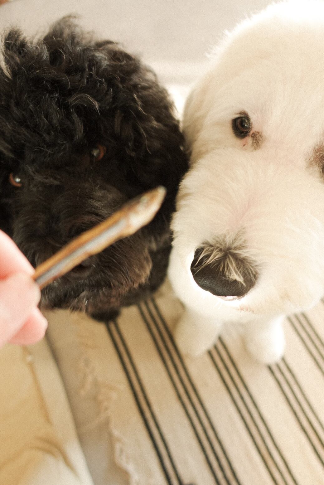 きびなごぽりぽり