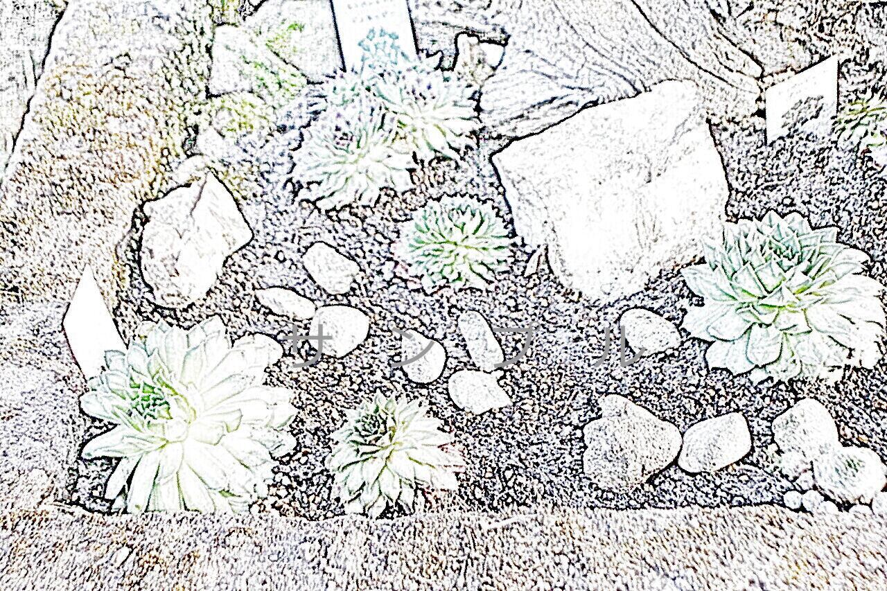 多肉ガーデン920