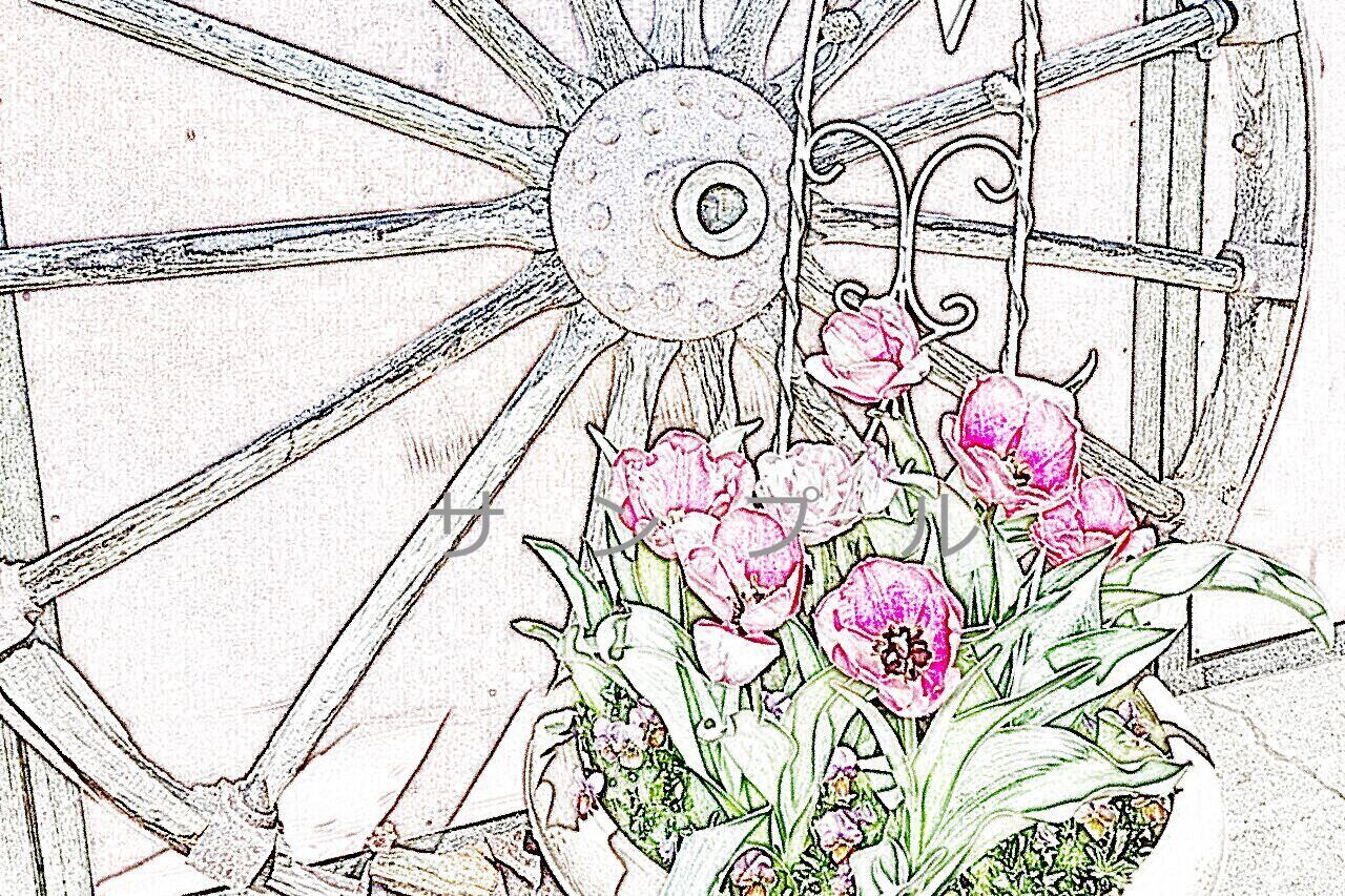 チューリップと車輪920