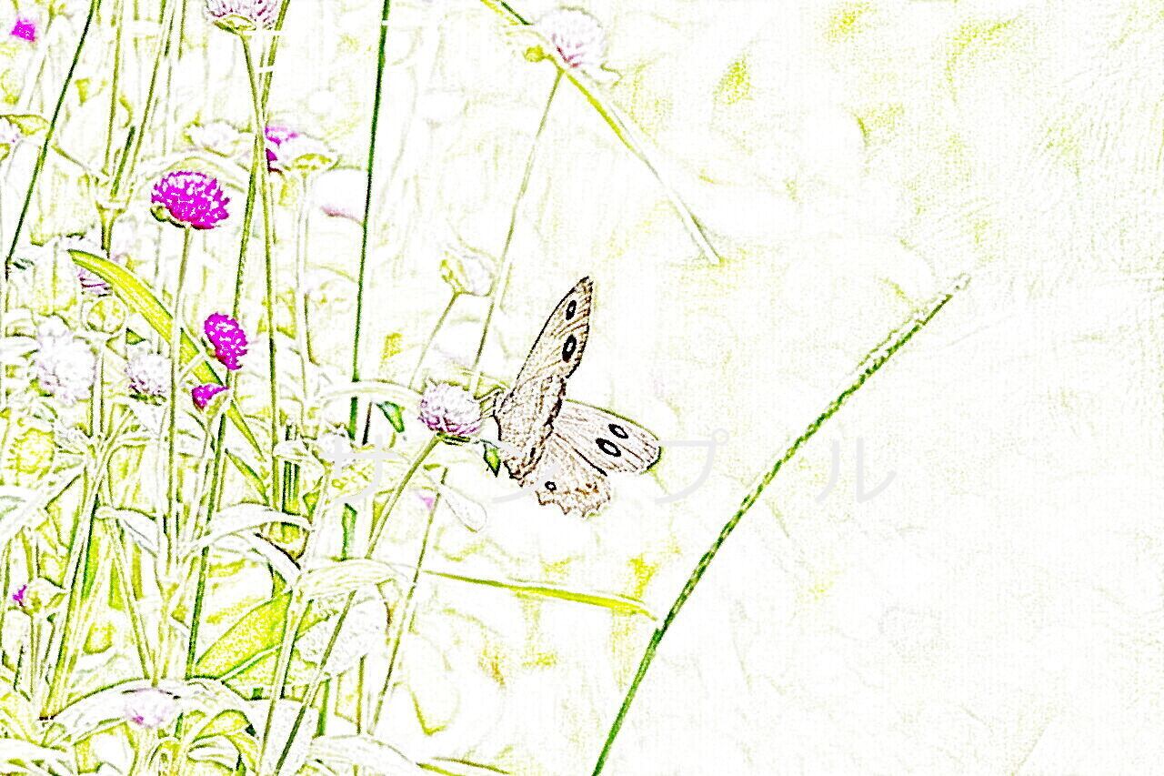 千日紅とチョウチョ920