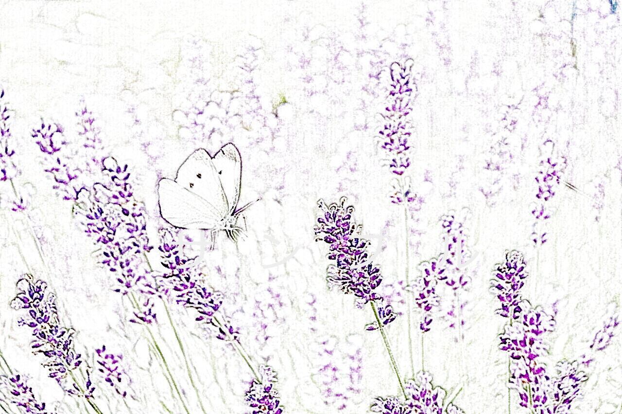 ラベンダーとチョウチョ920