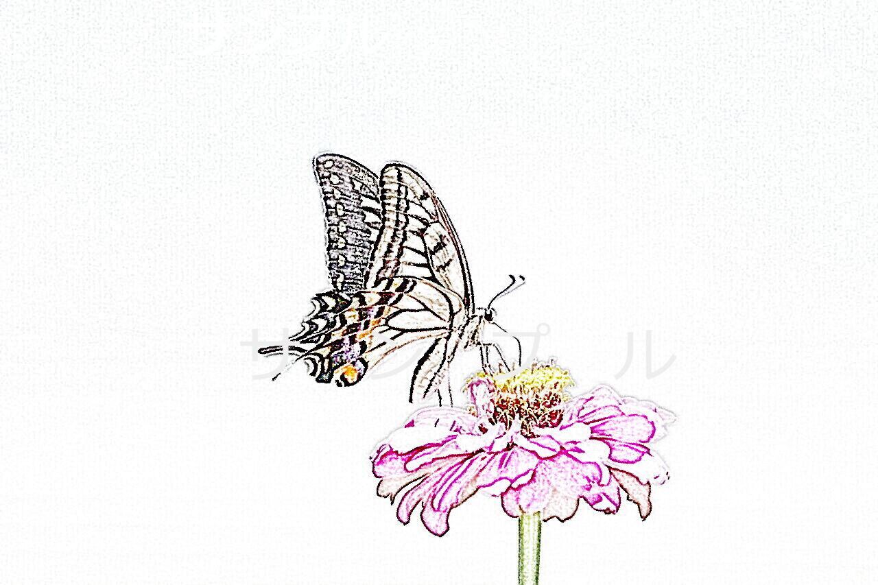 アゲハチョウ920