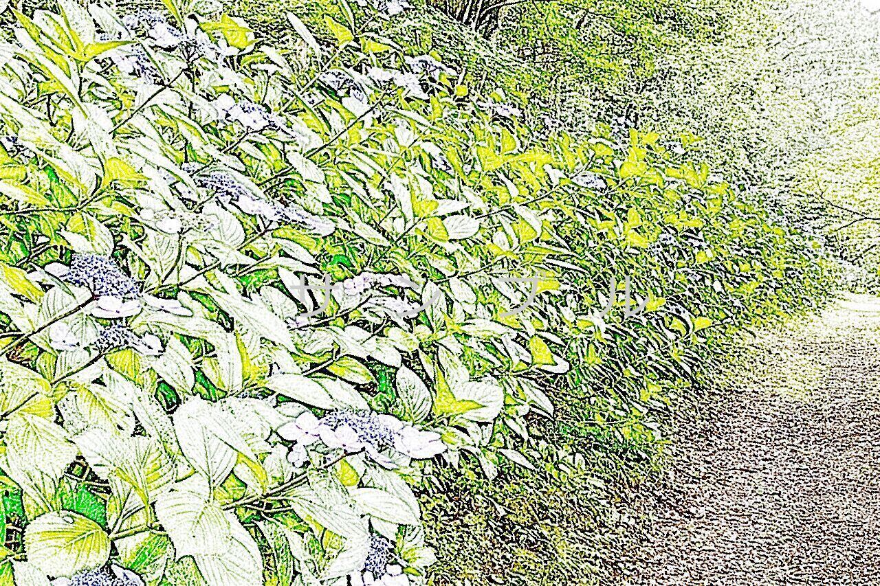 アジサイ小径1004