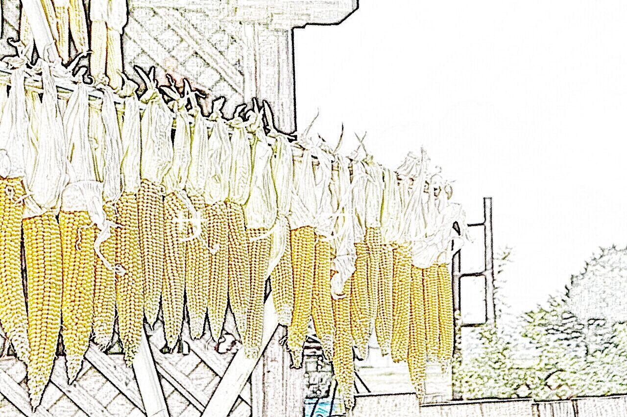 もろこし天日干し920