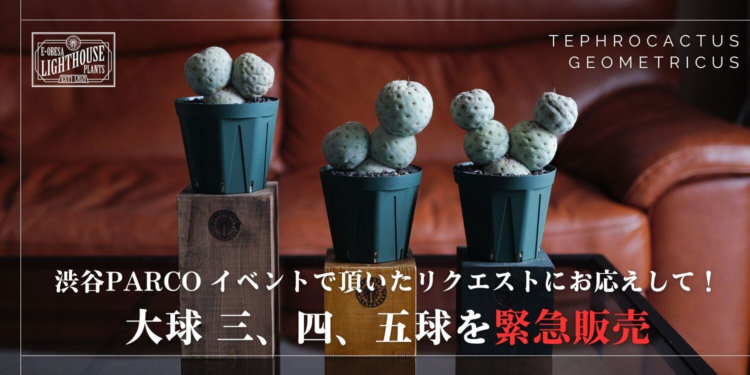 【特大19球】テフロカクタス ゲオメトリクス テフロカクタス・ゲオメトリクス | trigger