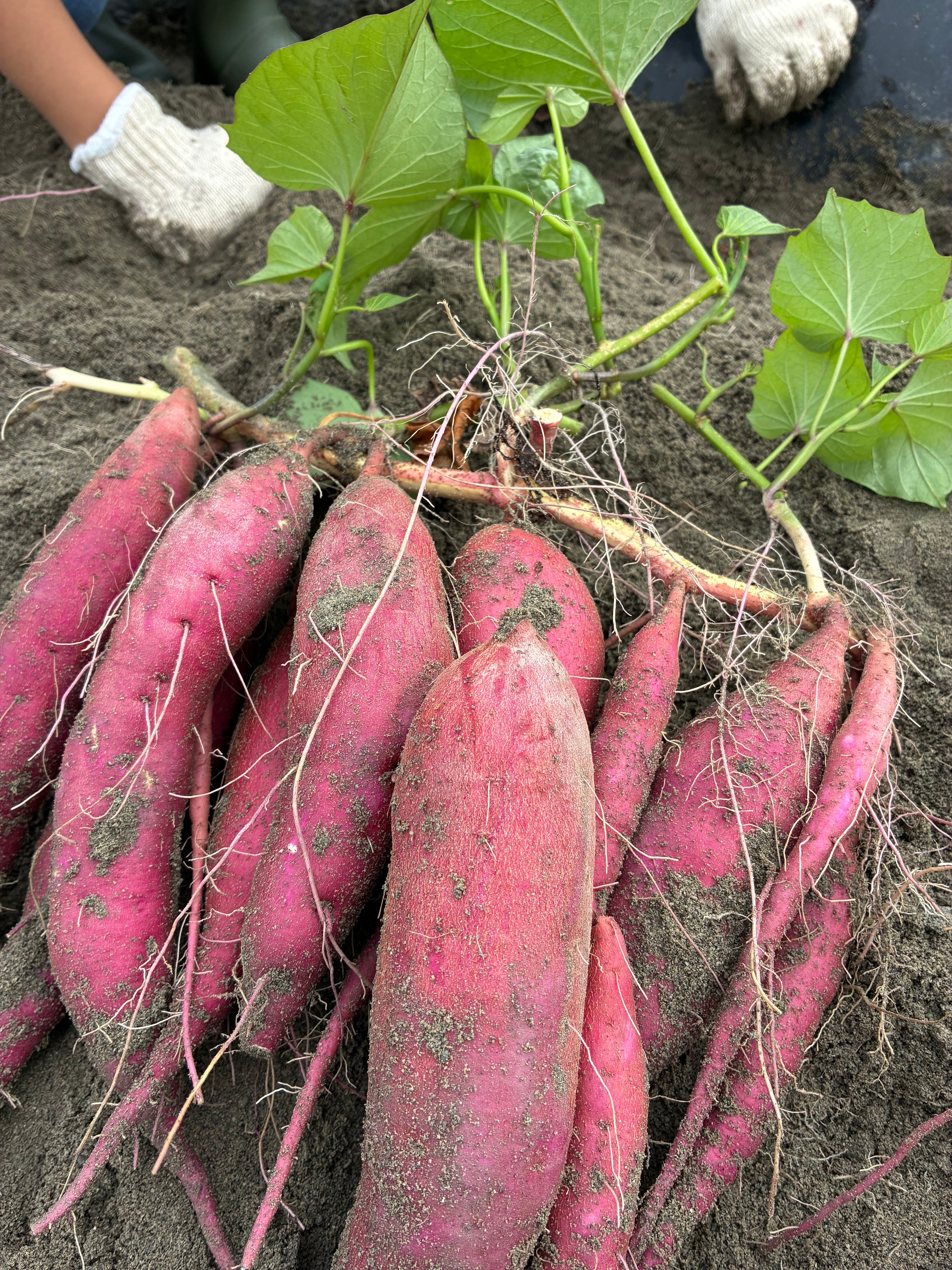 鳴門の砂地で育った徳島のブランド芋『なると金時』