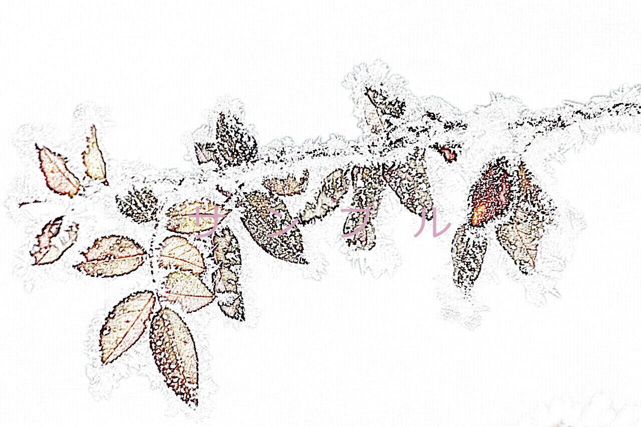 バラの葉と雪920