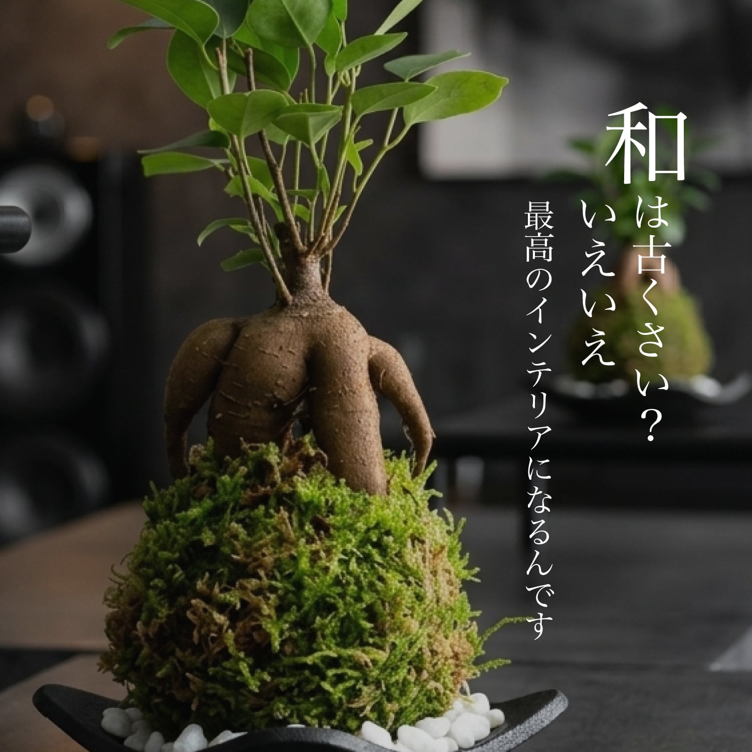 テーブルプランツ苔玉ガジュマル(白の受け皿付き) | インテリア