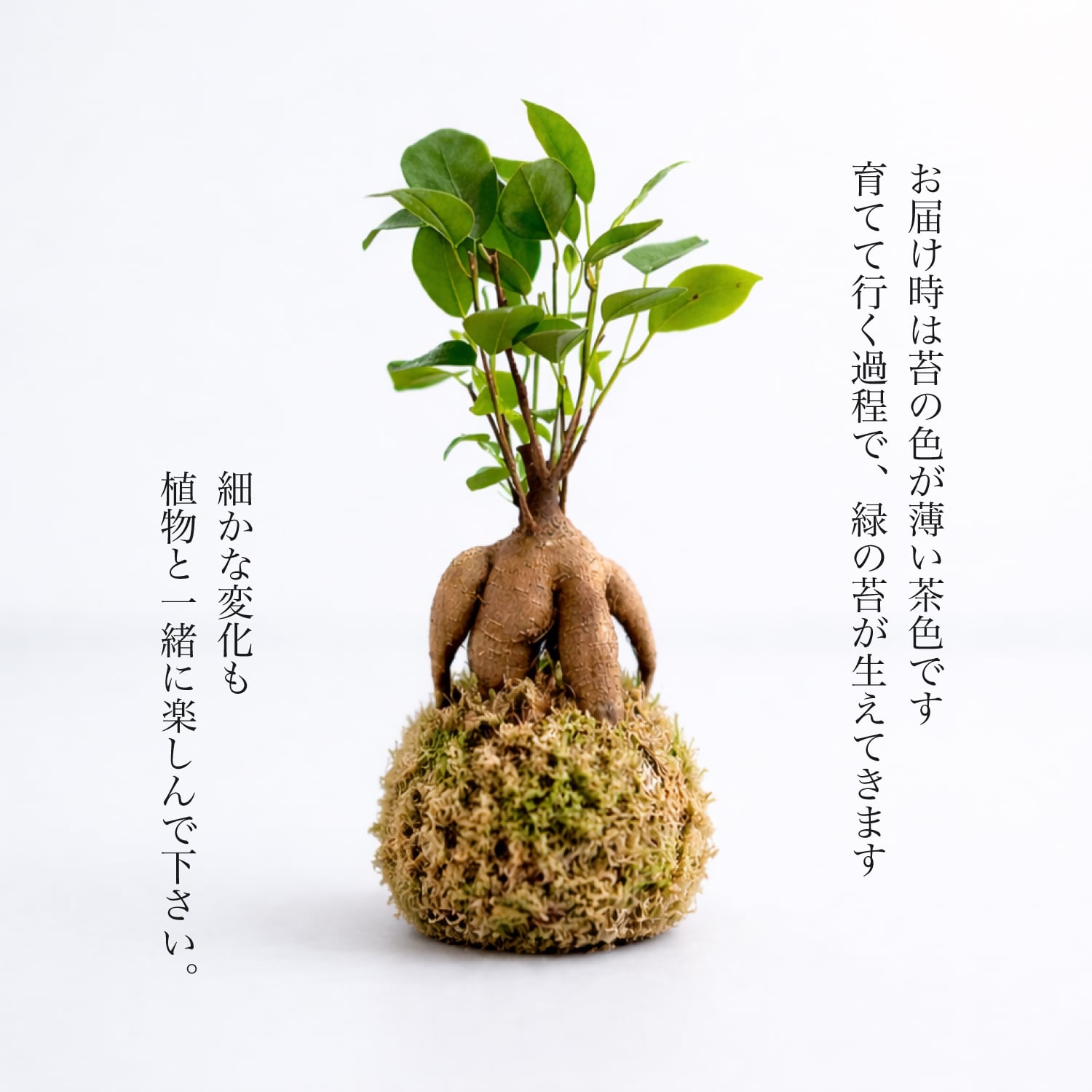 ガジュマル盆栽 苔玉 ガジュマル ガジュマルの苔盆栽 受け皿付き 