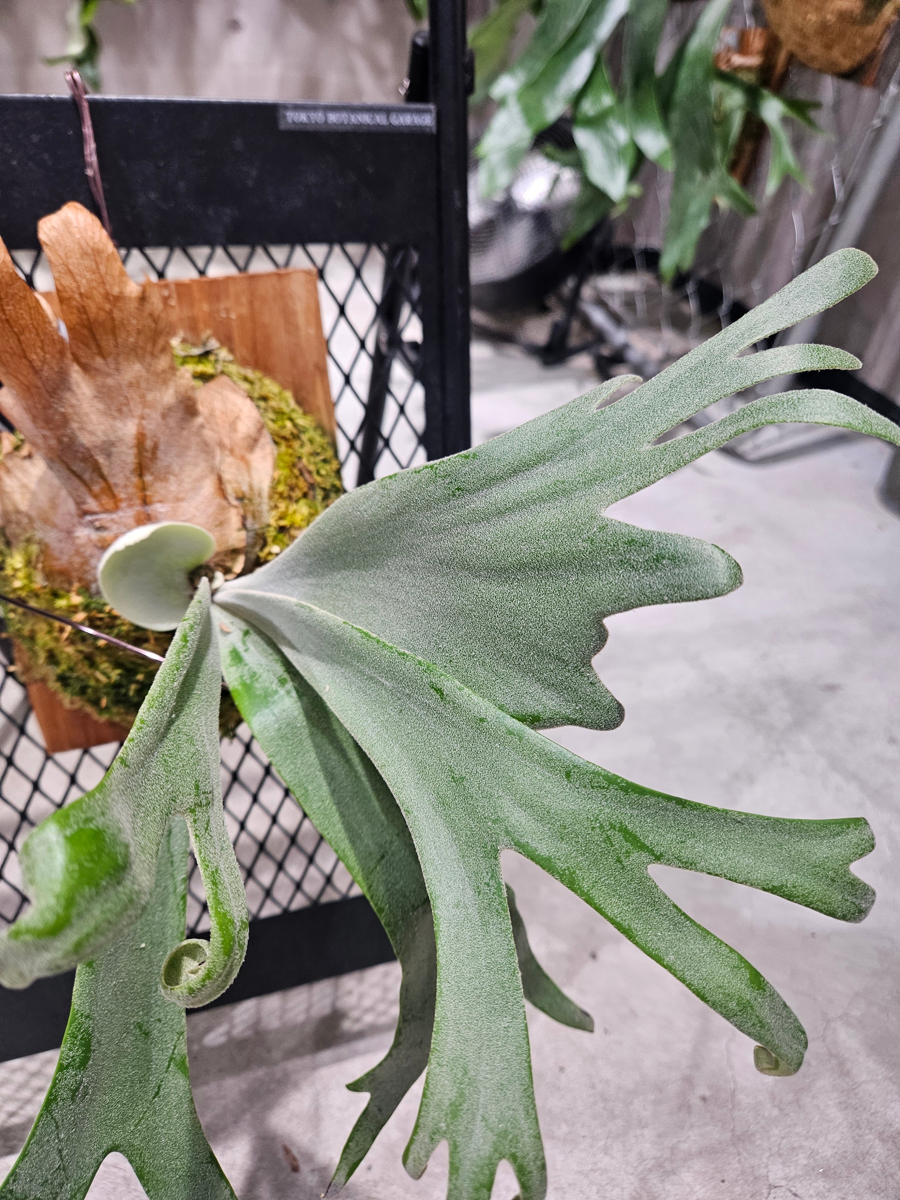 P.YAL Sporelings Select Pup【artPLANTs/PLANTS GARAGE 】Platycerium