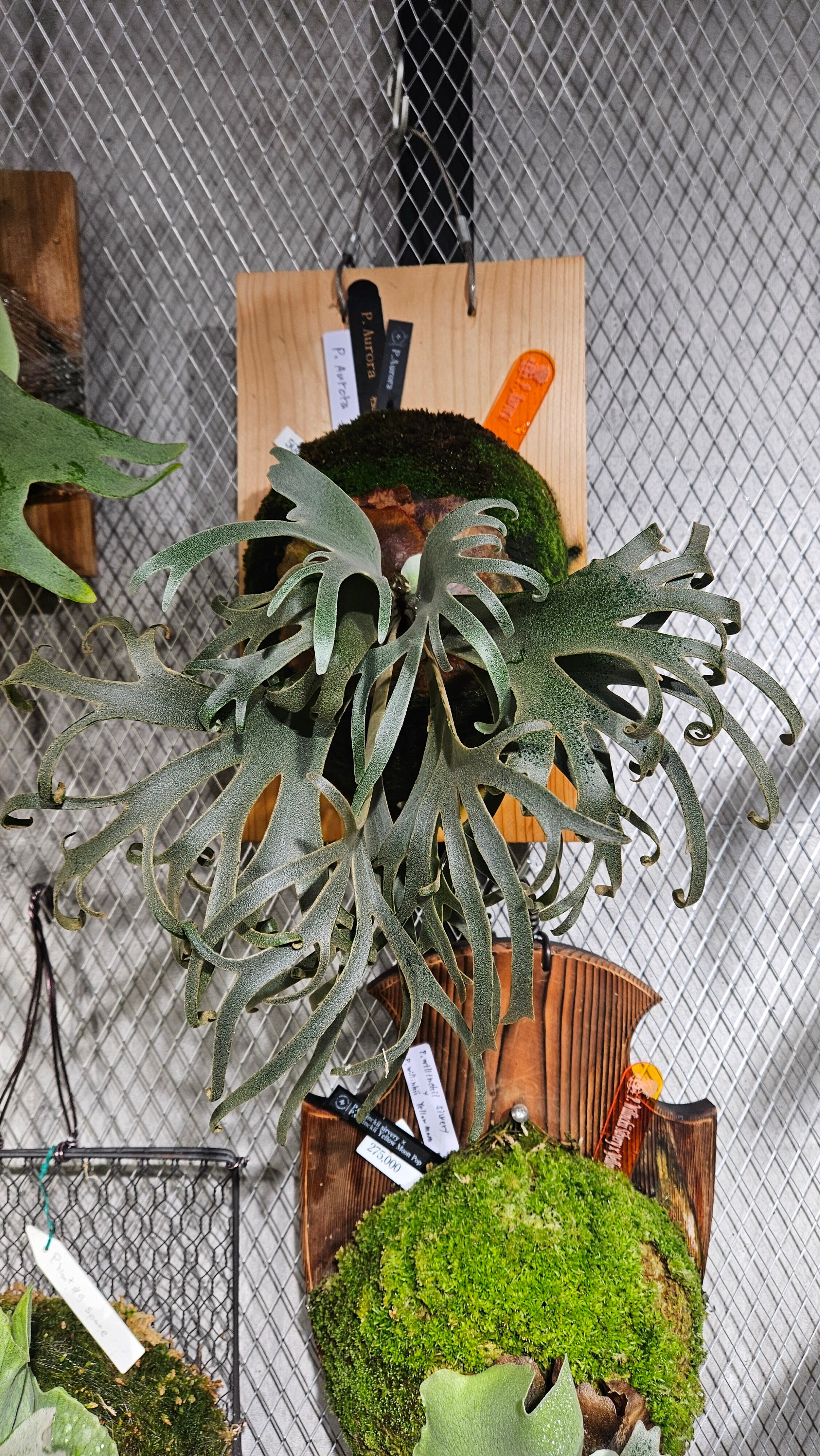 P.Aurora《Dwarf》【 artPLANTs/PLANTS GARAGE 】ビカクシダ