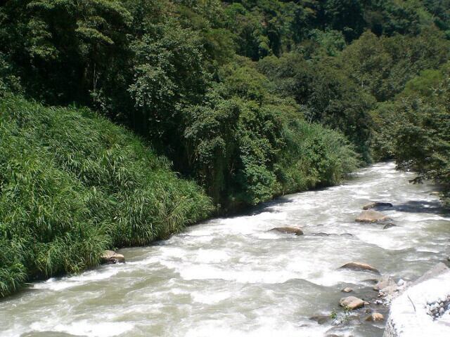 有機デカフェ製造方法